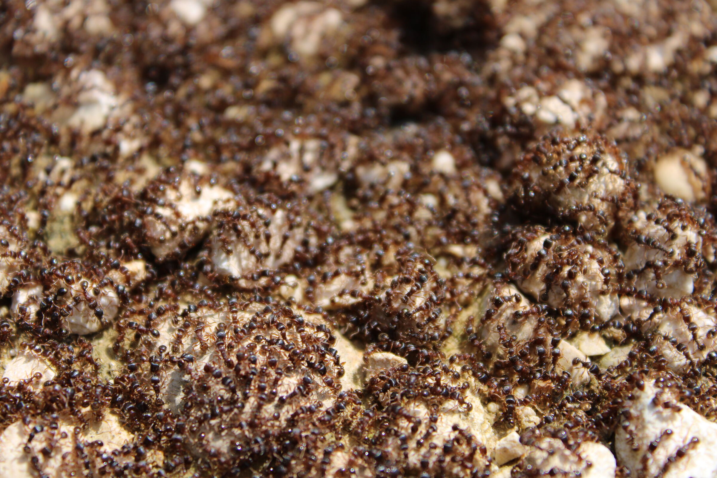 Ants