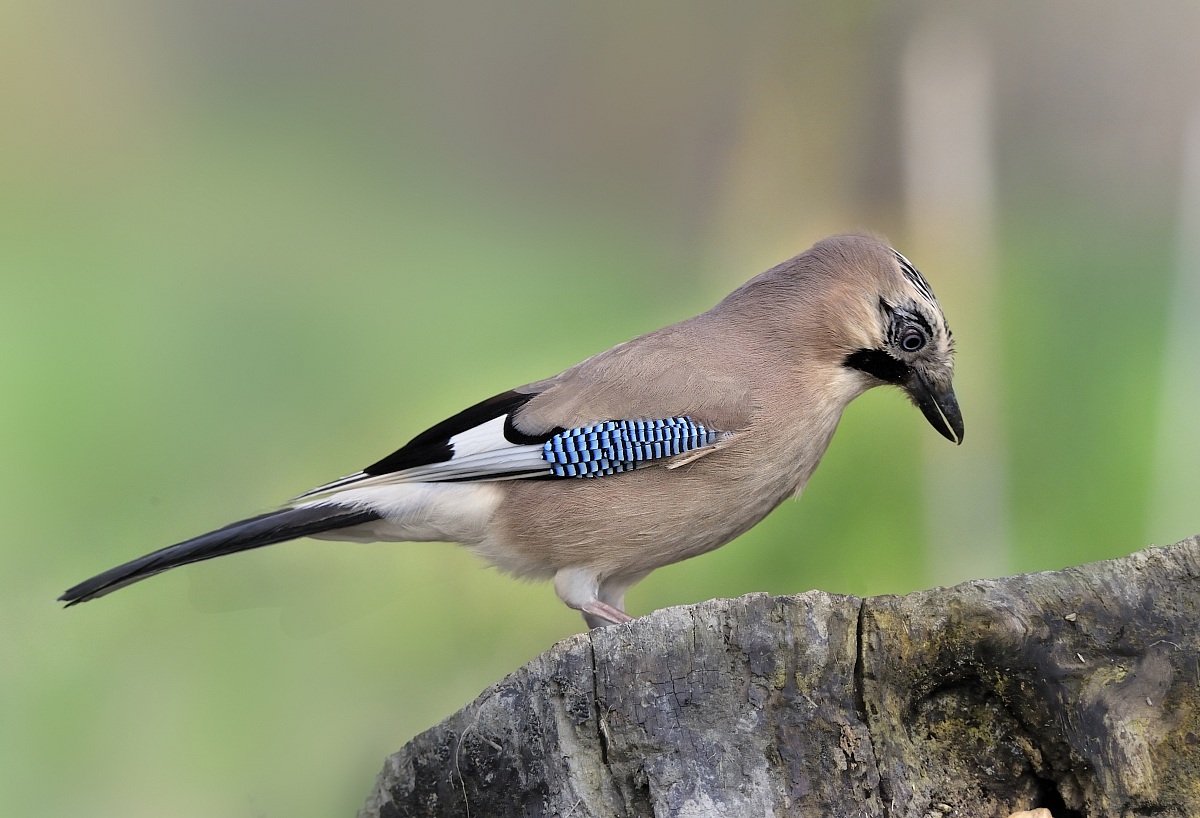 damn tits have already screwed everything!!