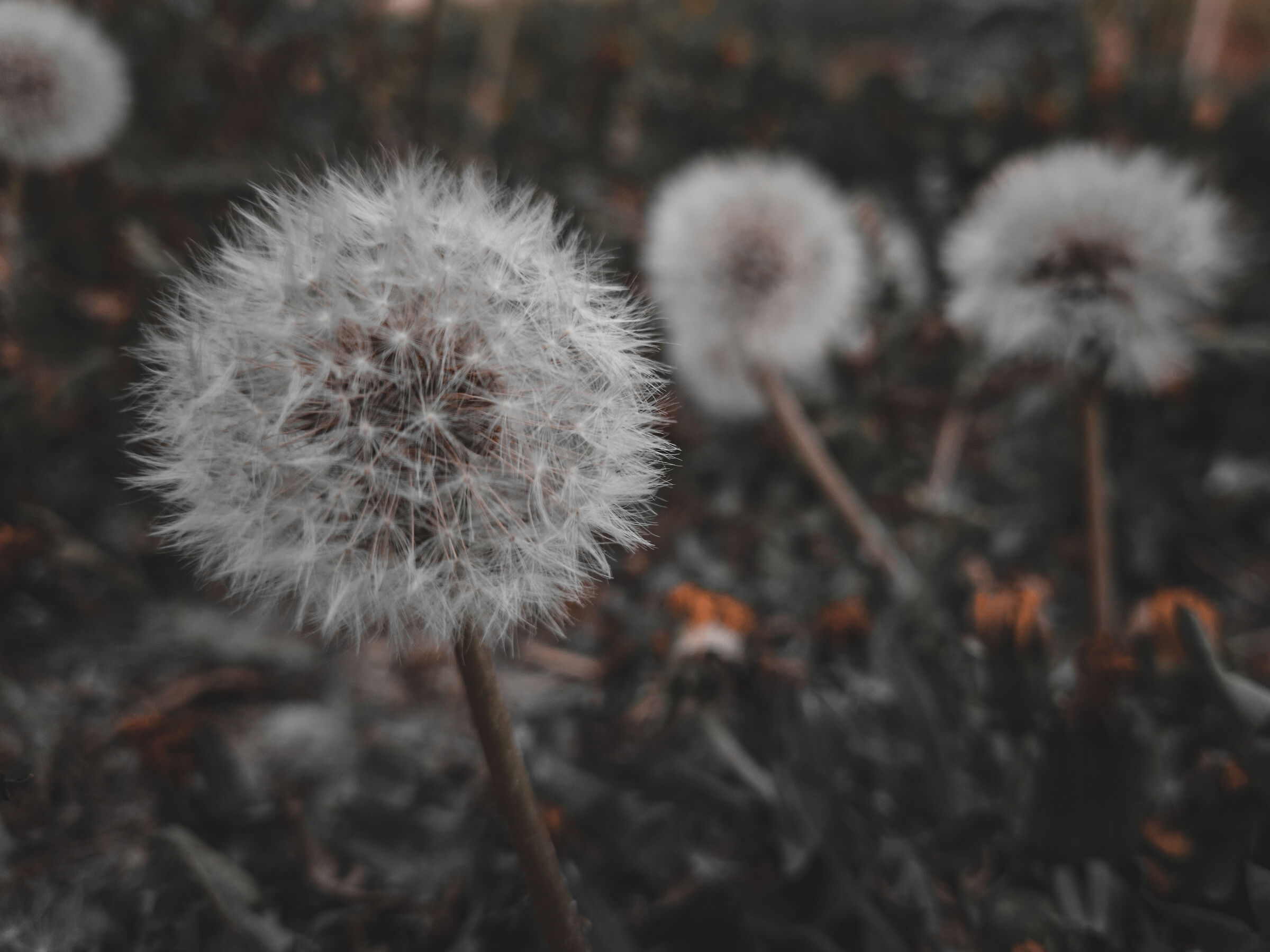 Dandelion
