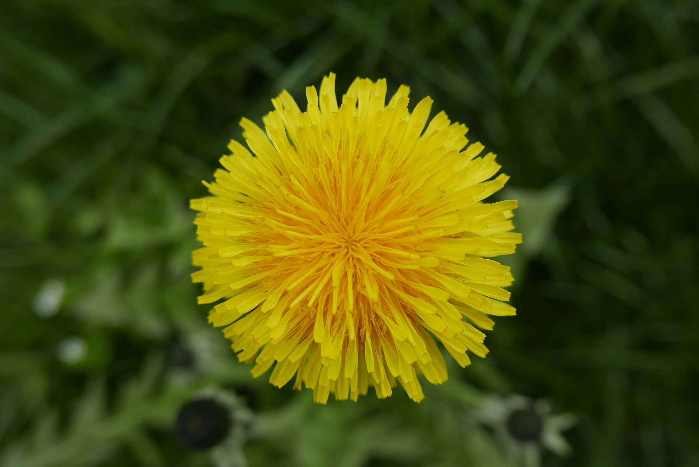 Leica D-Lux - Dente di leone