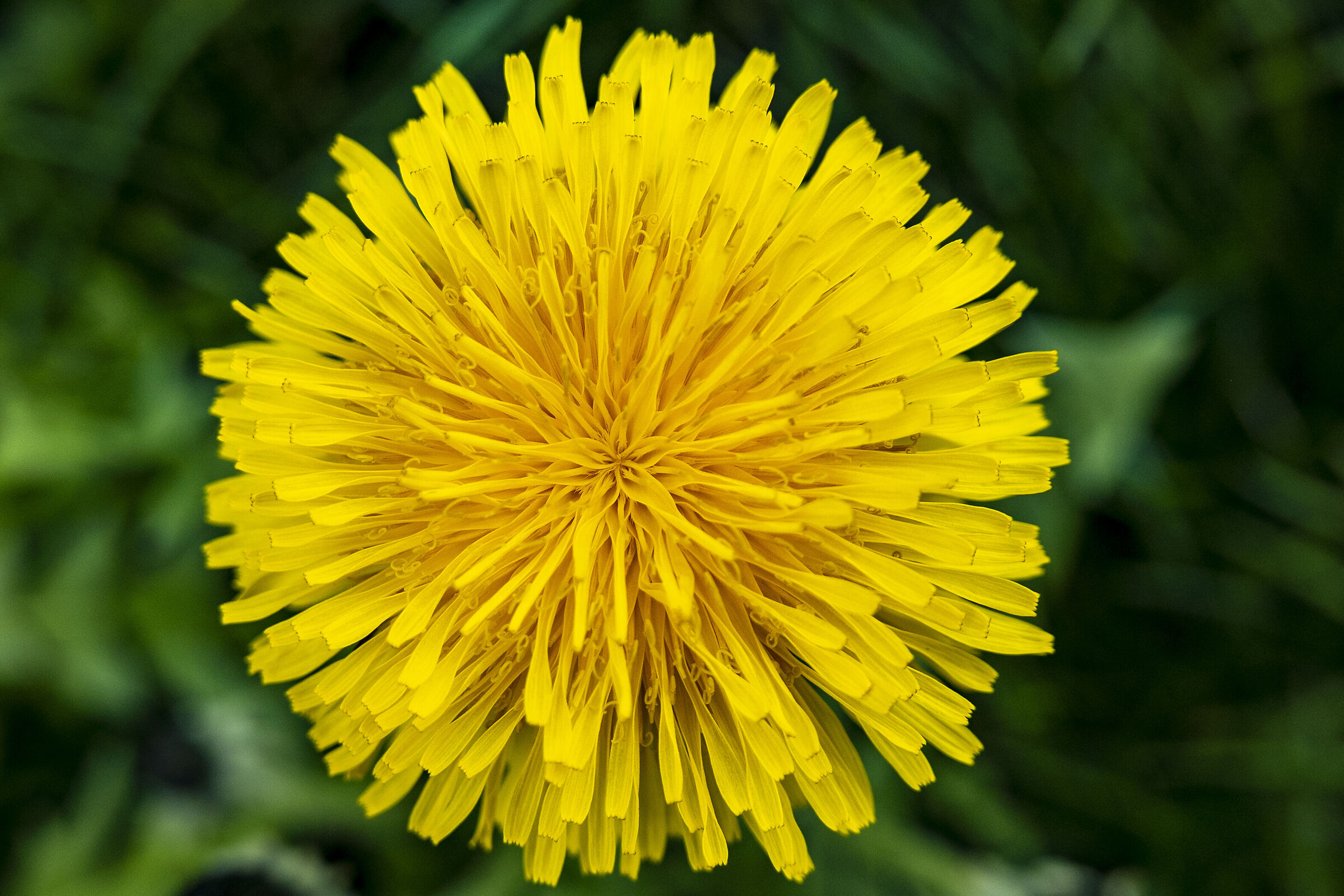 Leica D Lux - Dente di leone - raw elaborato