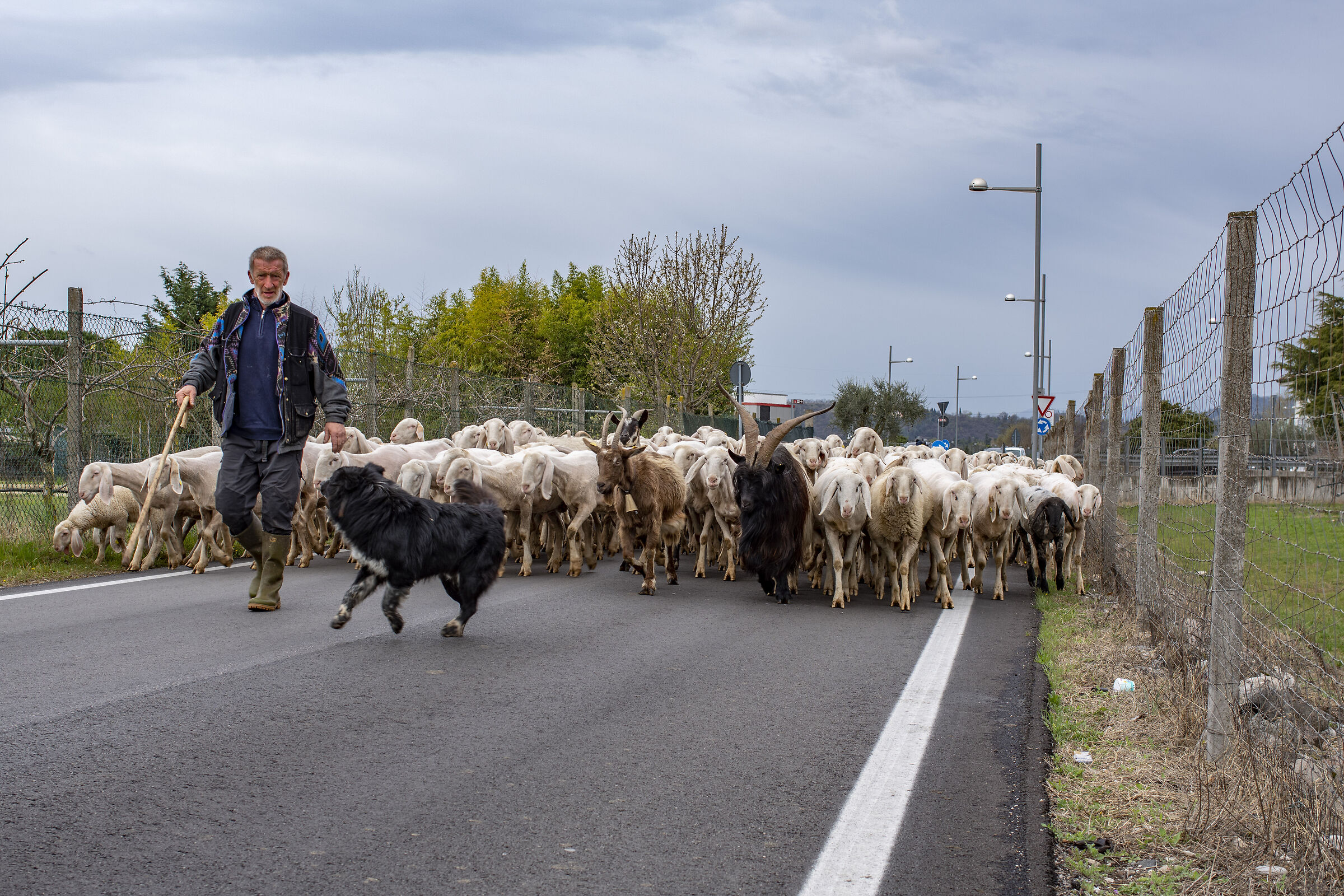 Transumanza in periferia