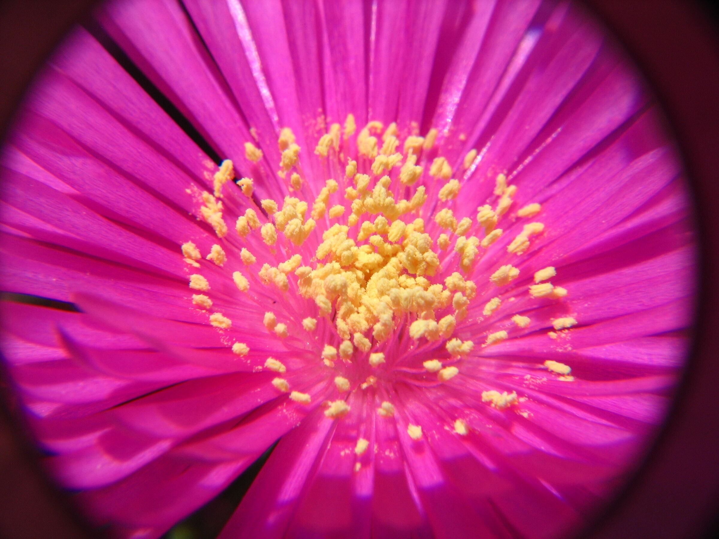 Fiore