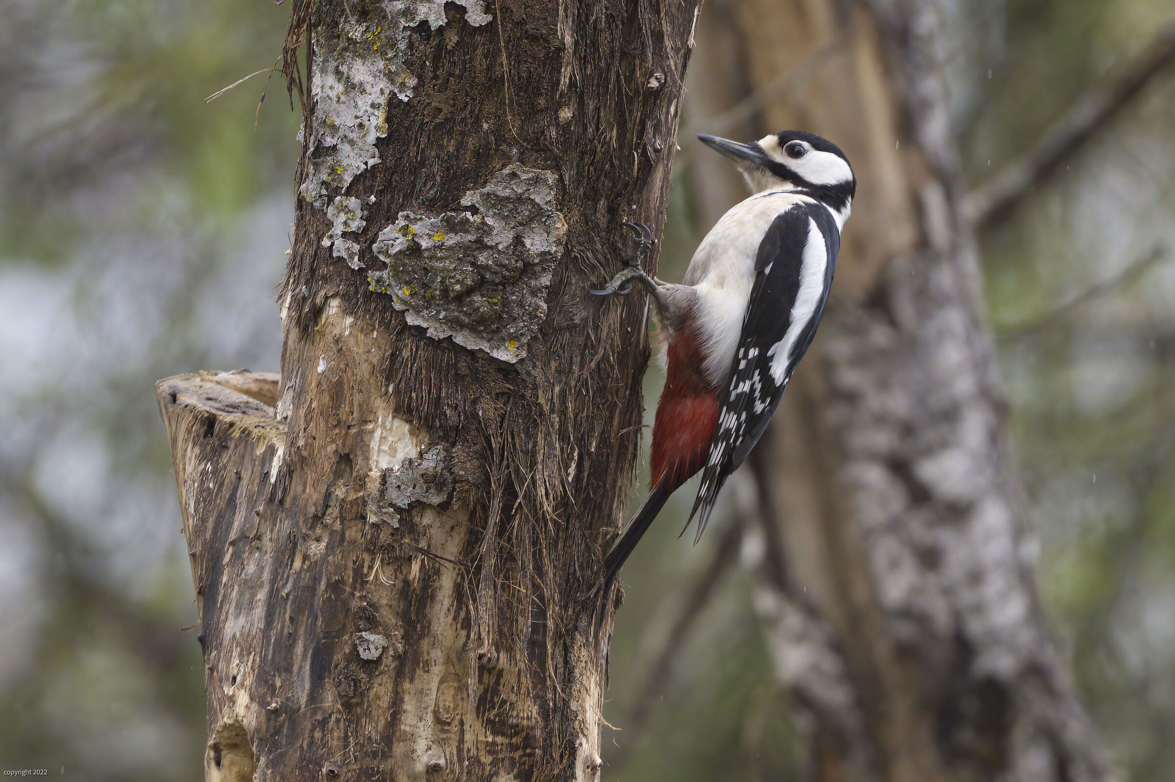 Greater red woodpecker