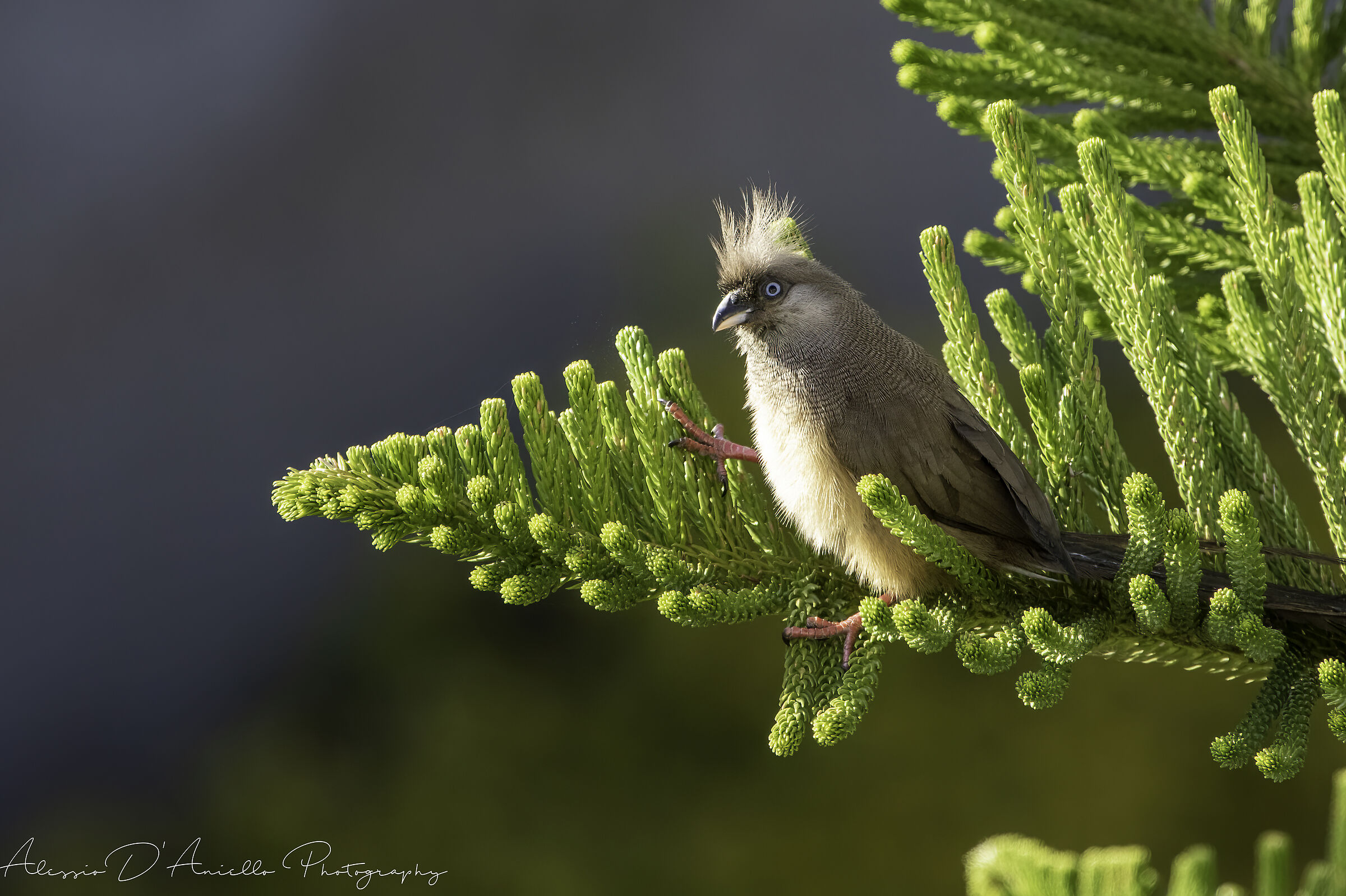 Spotted Mouse Bird