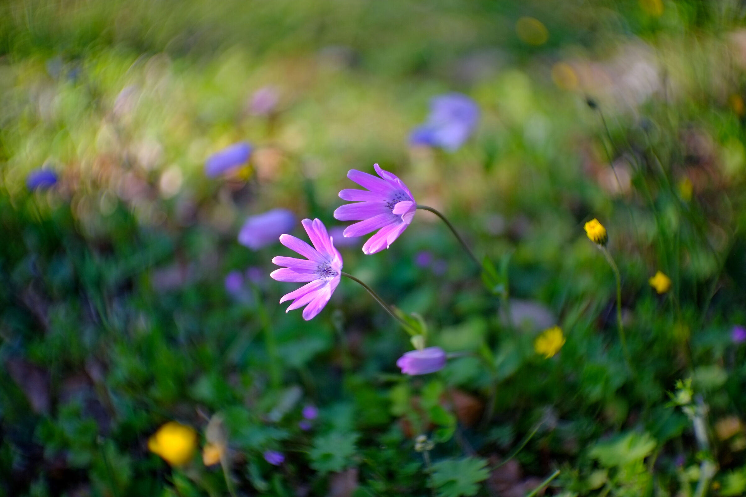 Fiori primaverili #1