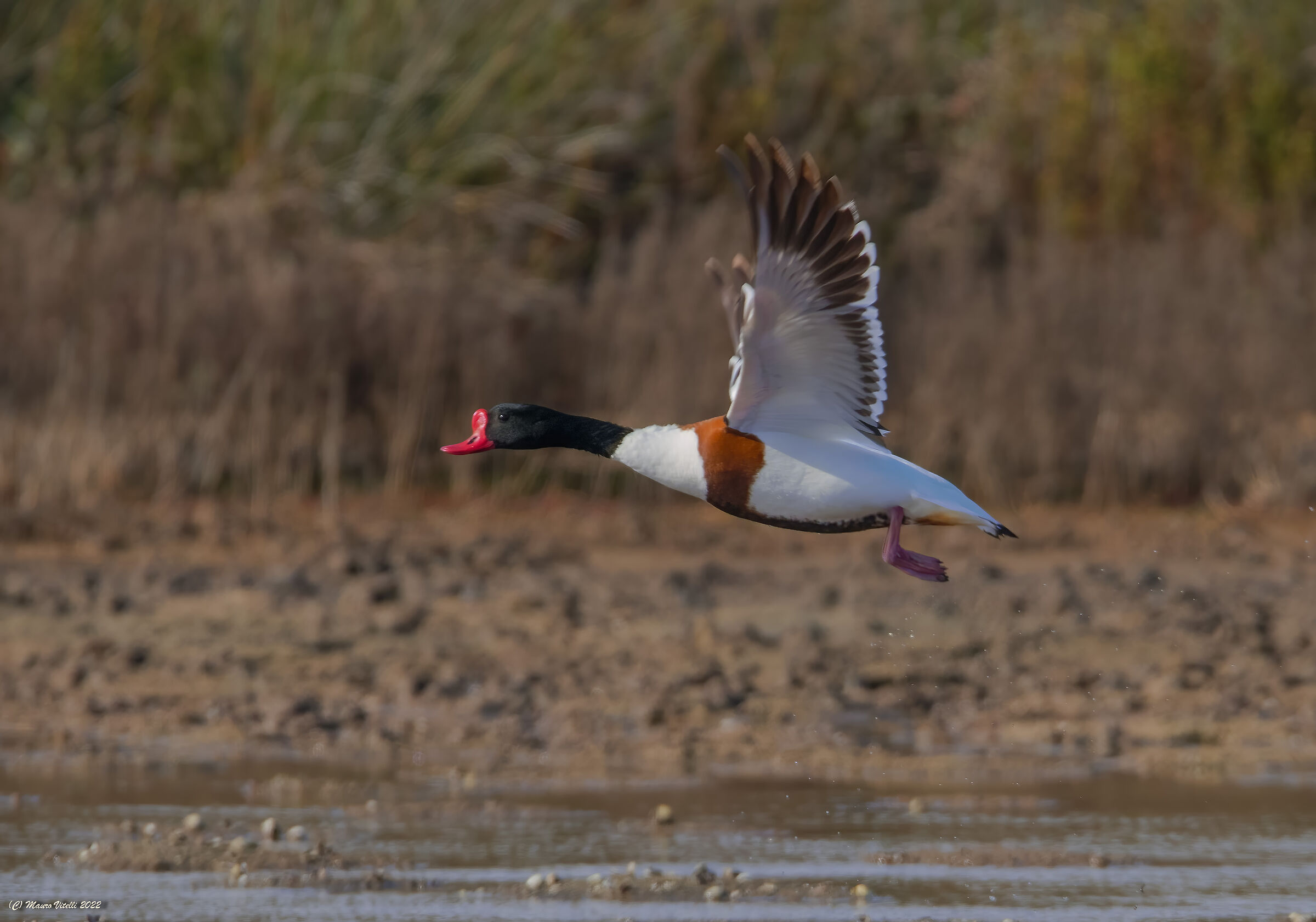 Volpoca (Tadorna tadorna)