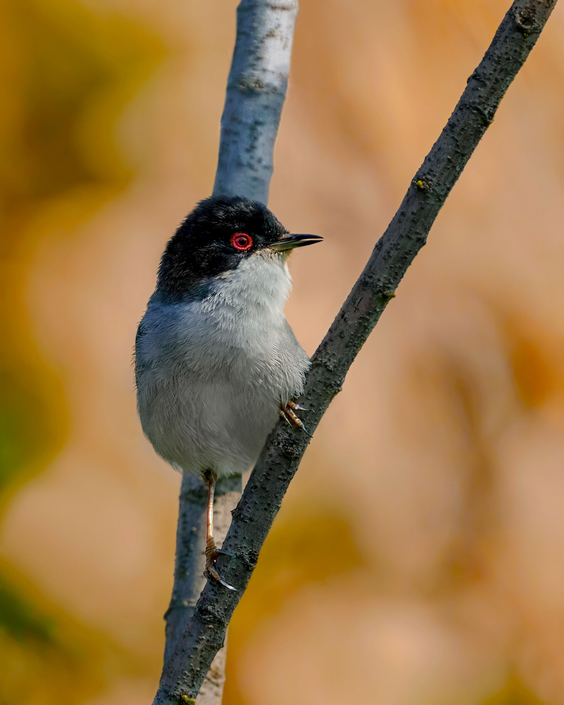 Sardinian warbler
