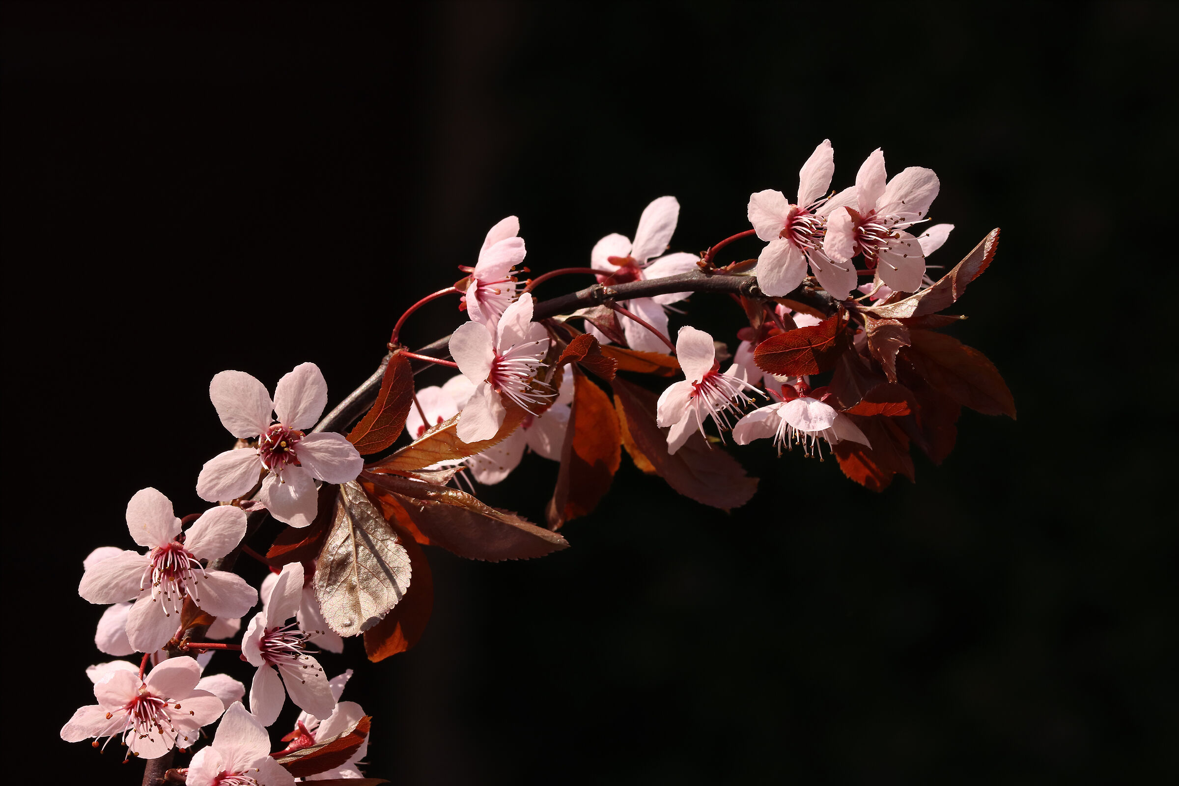 nonostante il meteo è primavera