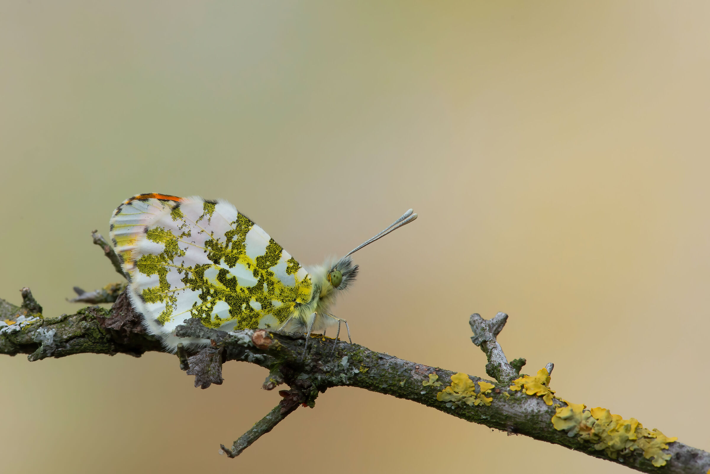 Butterfly 5