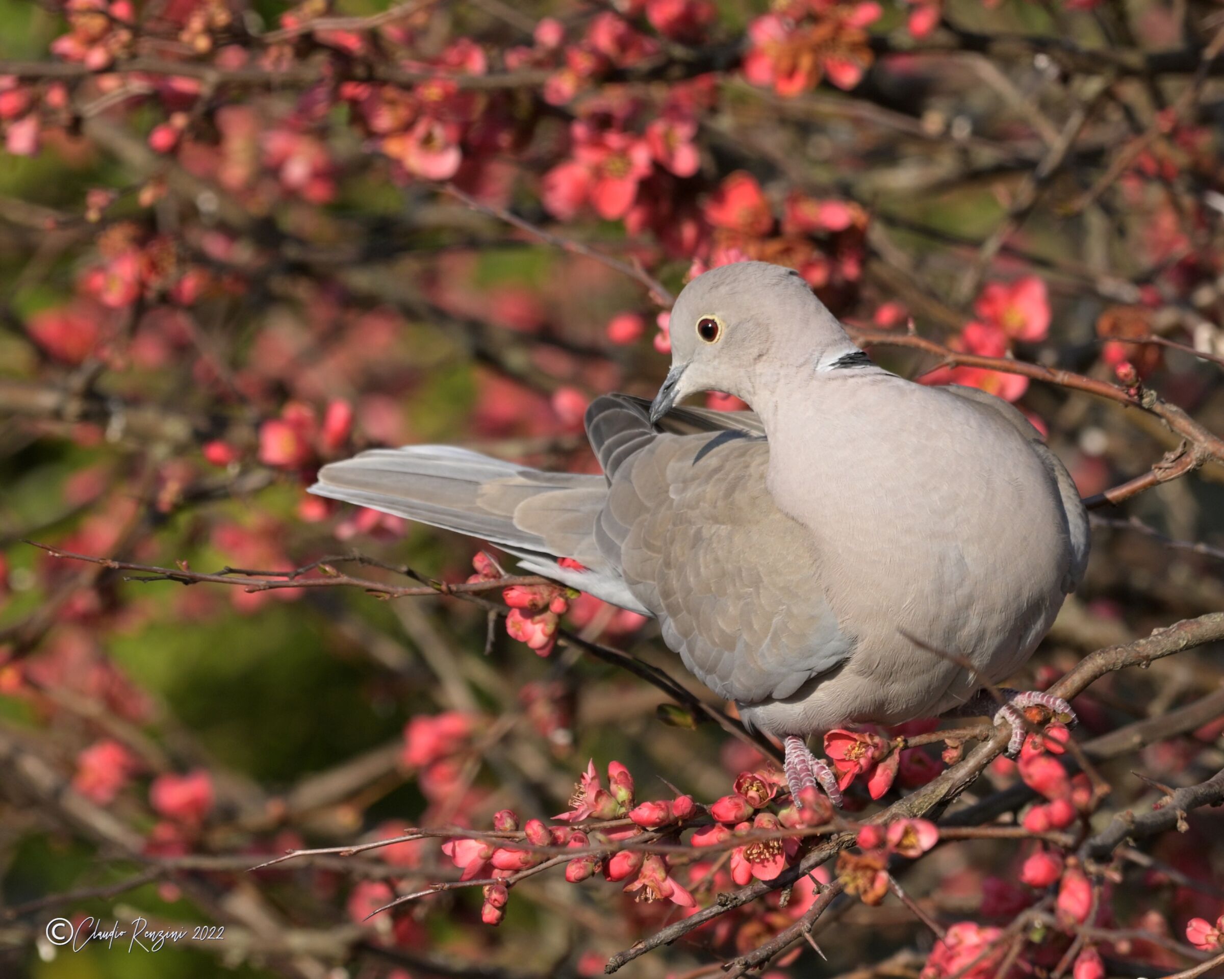 collared dove grey on flowering pirus