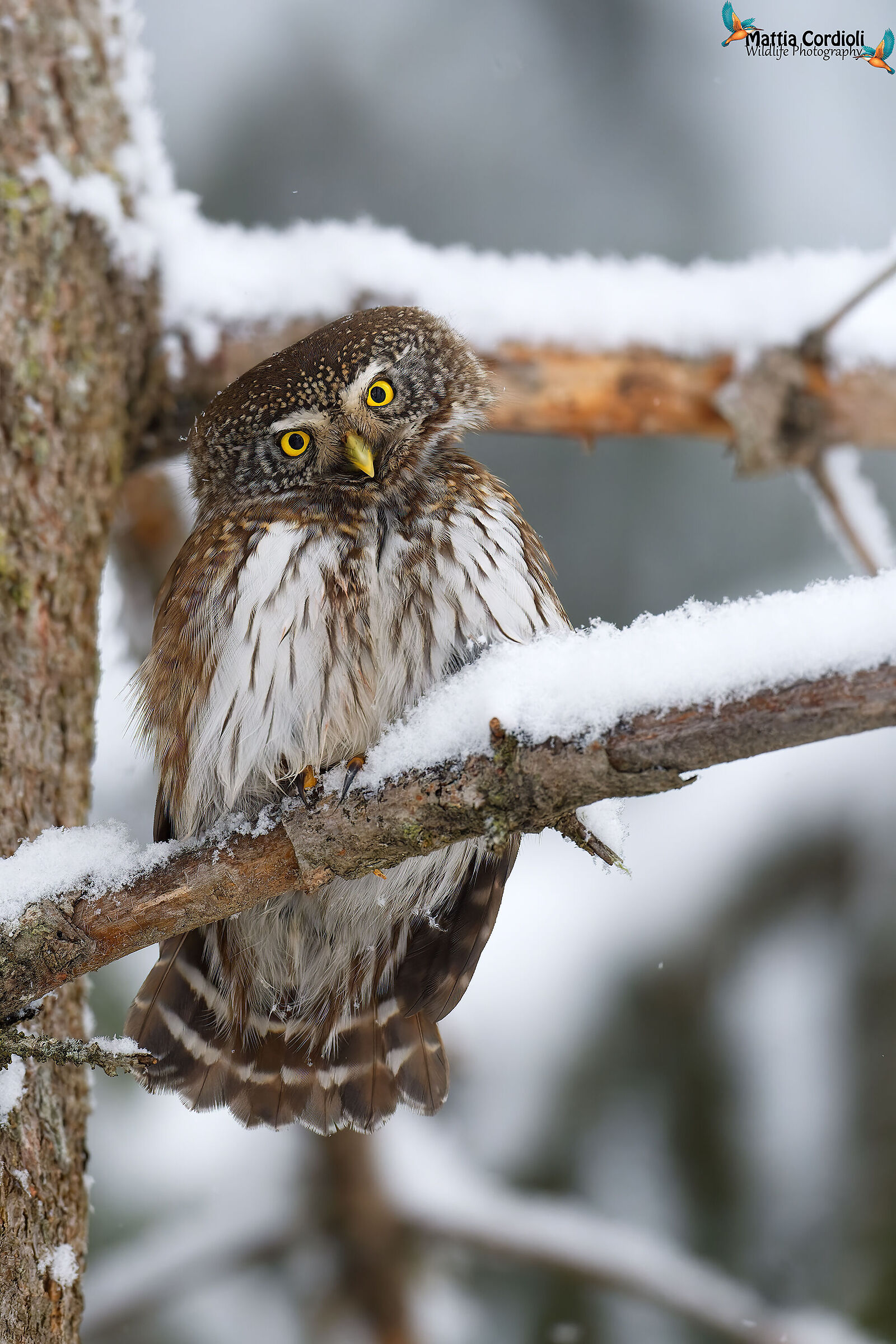 Civetta Nana innevata
