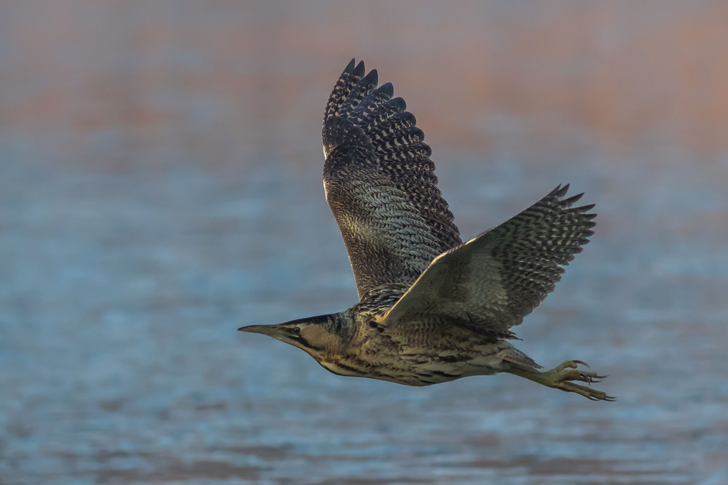 Tarabuso in volo