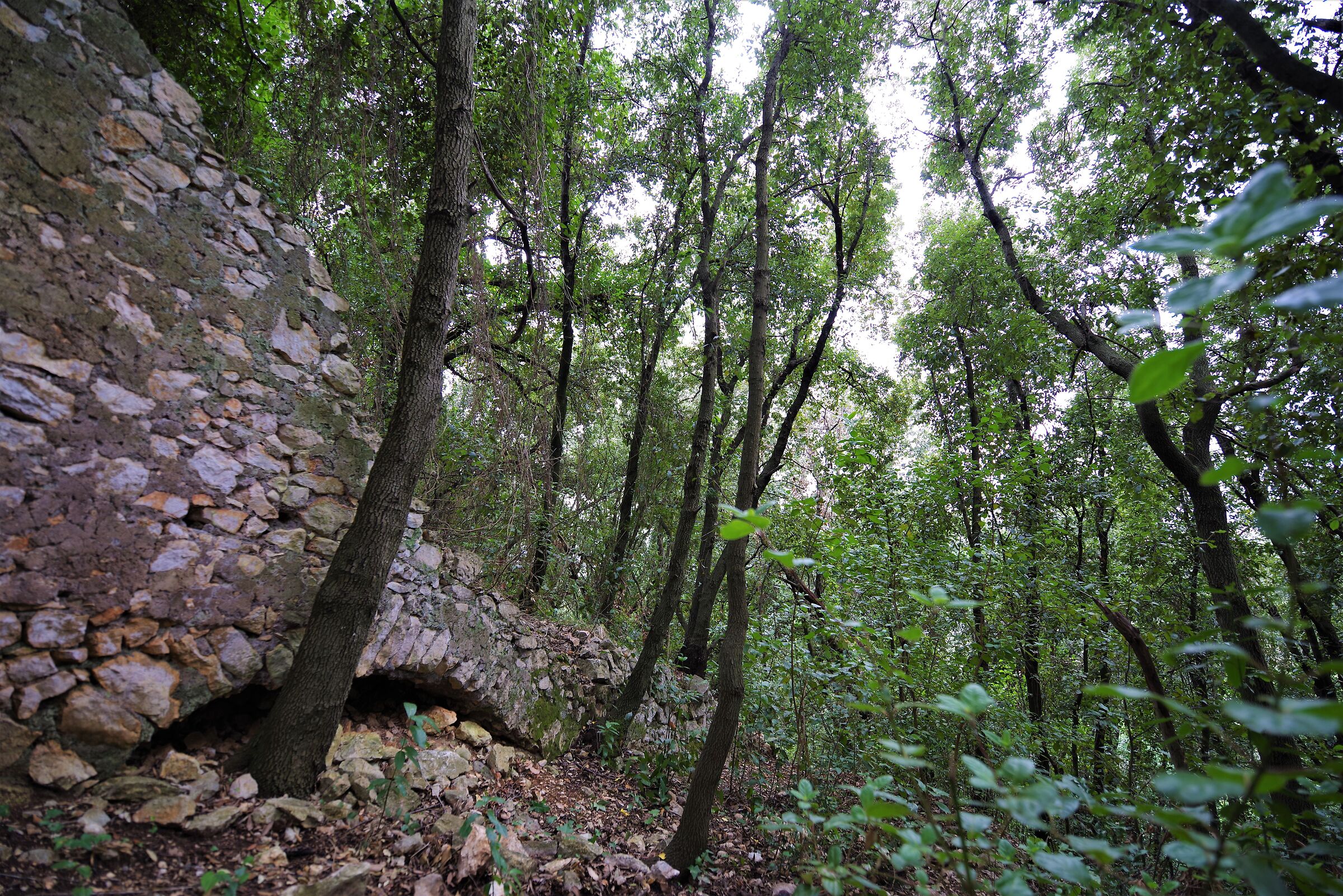 Bosco sulla via Francigena