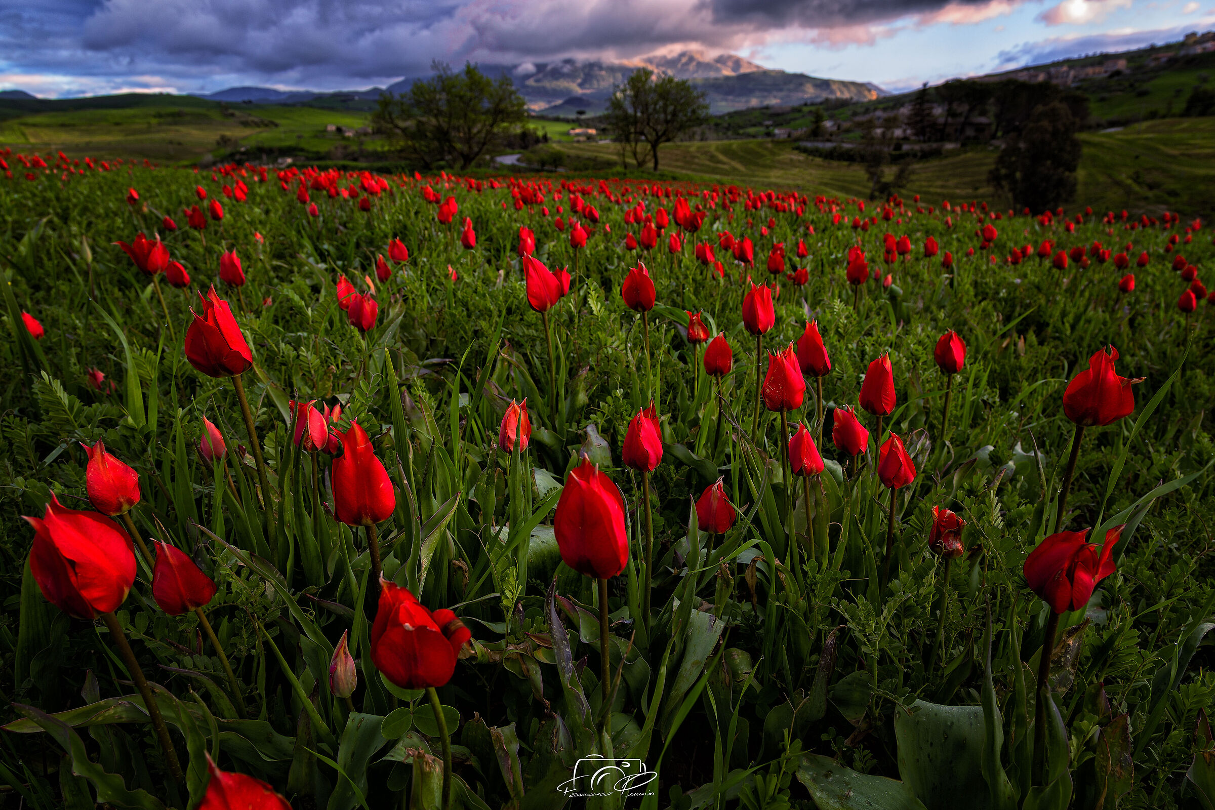 Blufi and tulips of Madonna dell'olio Palermo