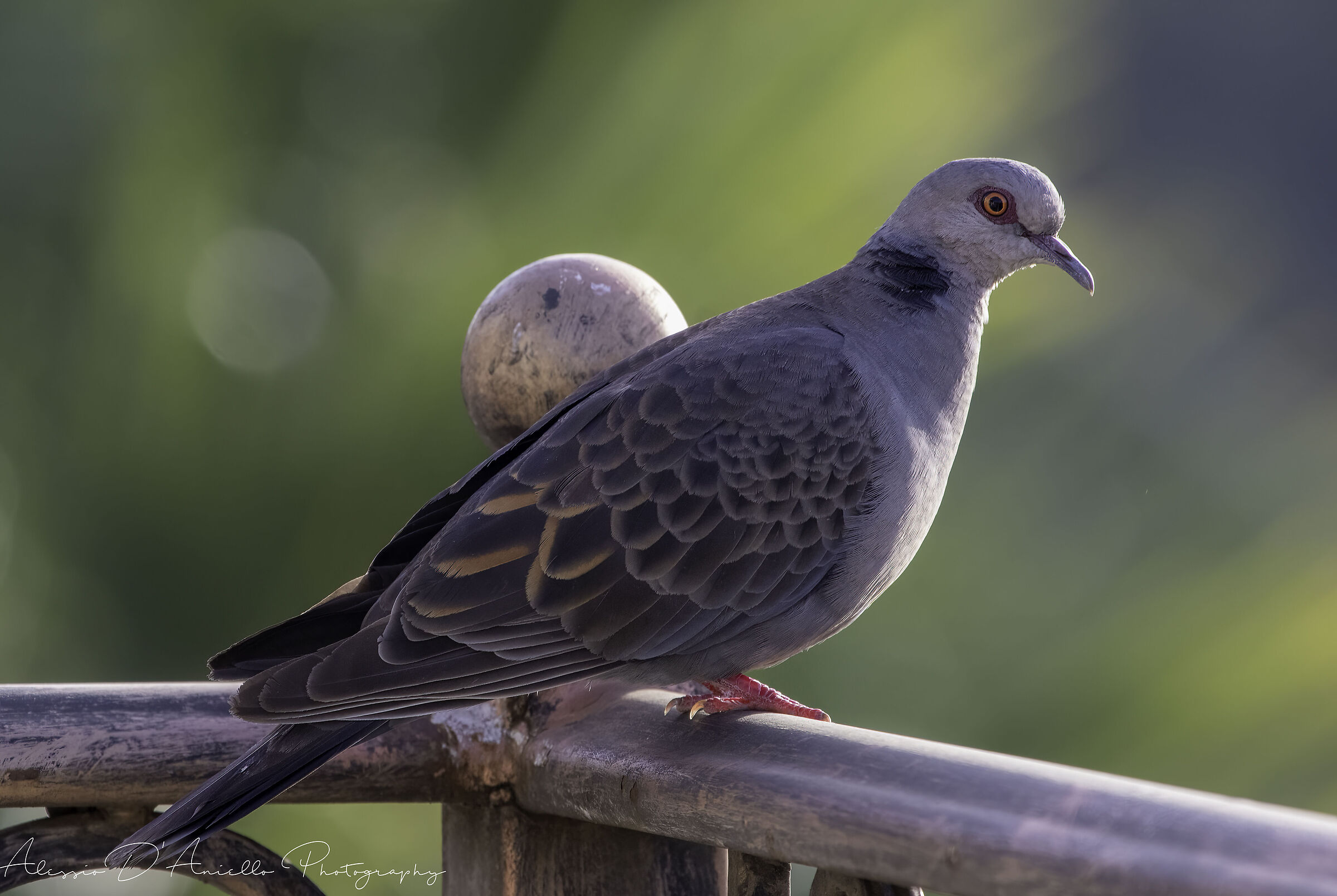 Weeping dove gray /dusky turtle dove (streptopelia luge