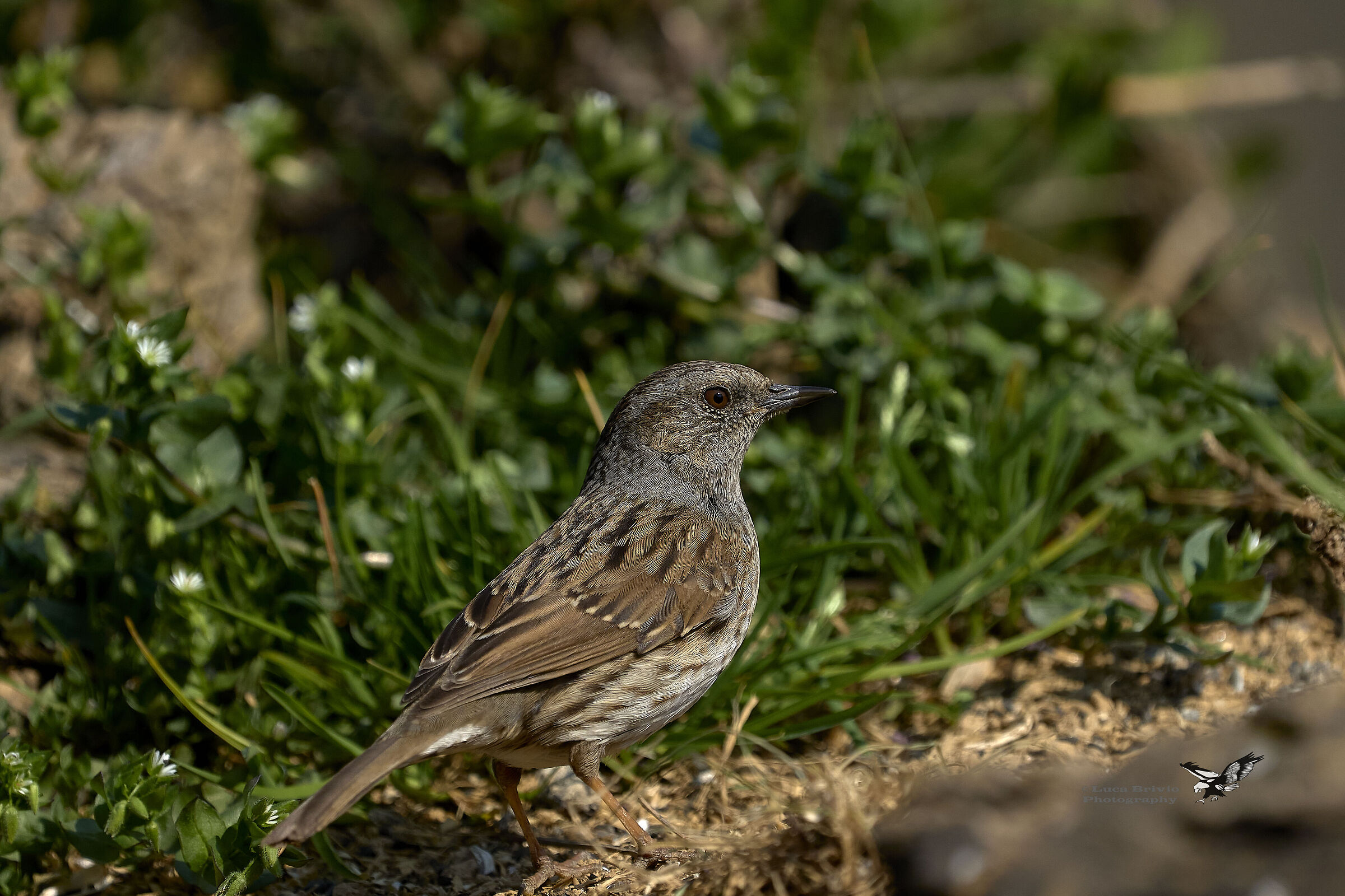 Passera Scopaiola