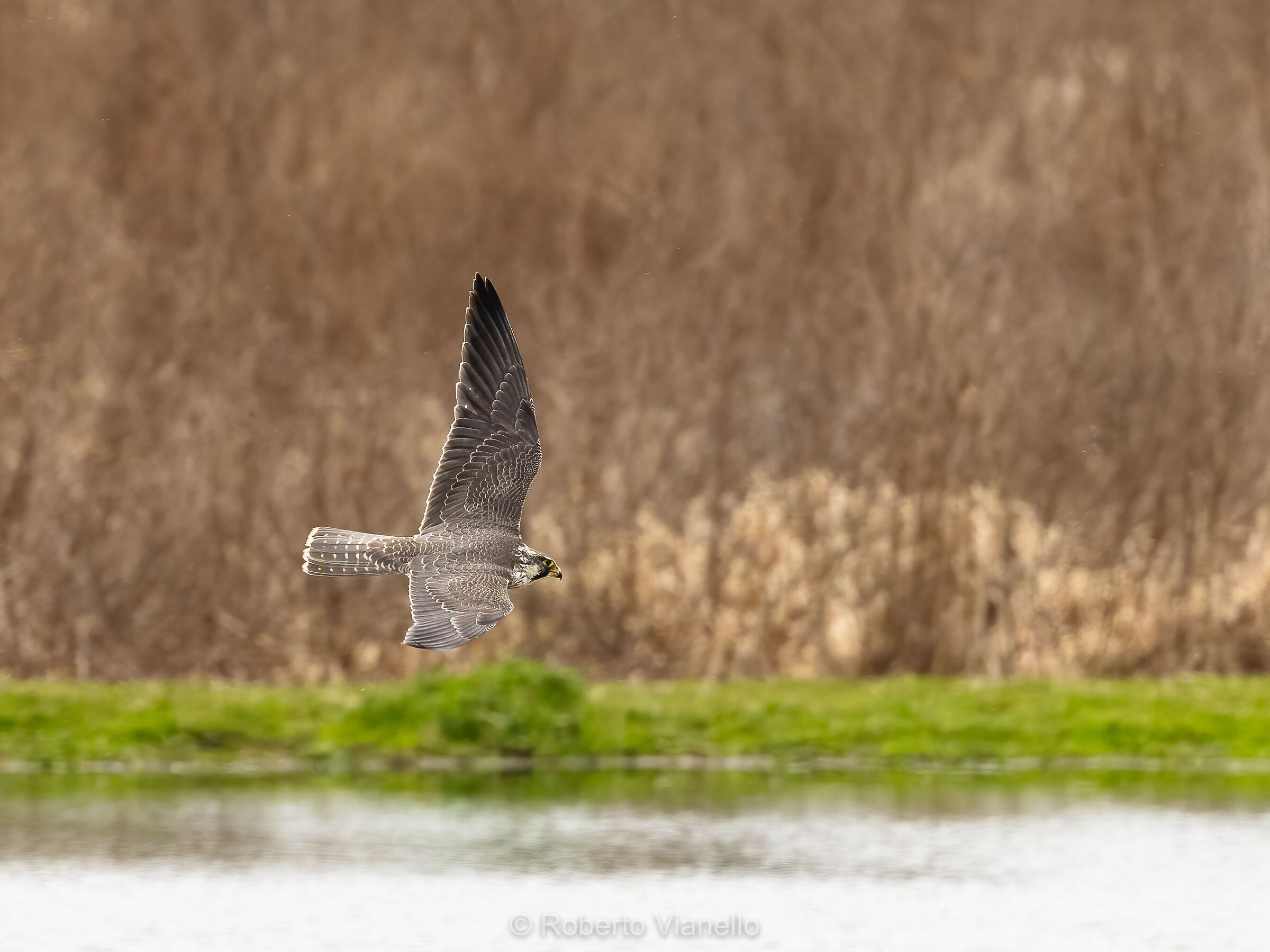 Falco pellegrino (Falco peregrinus)
