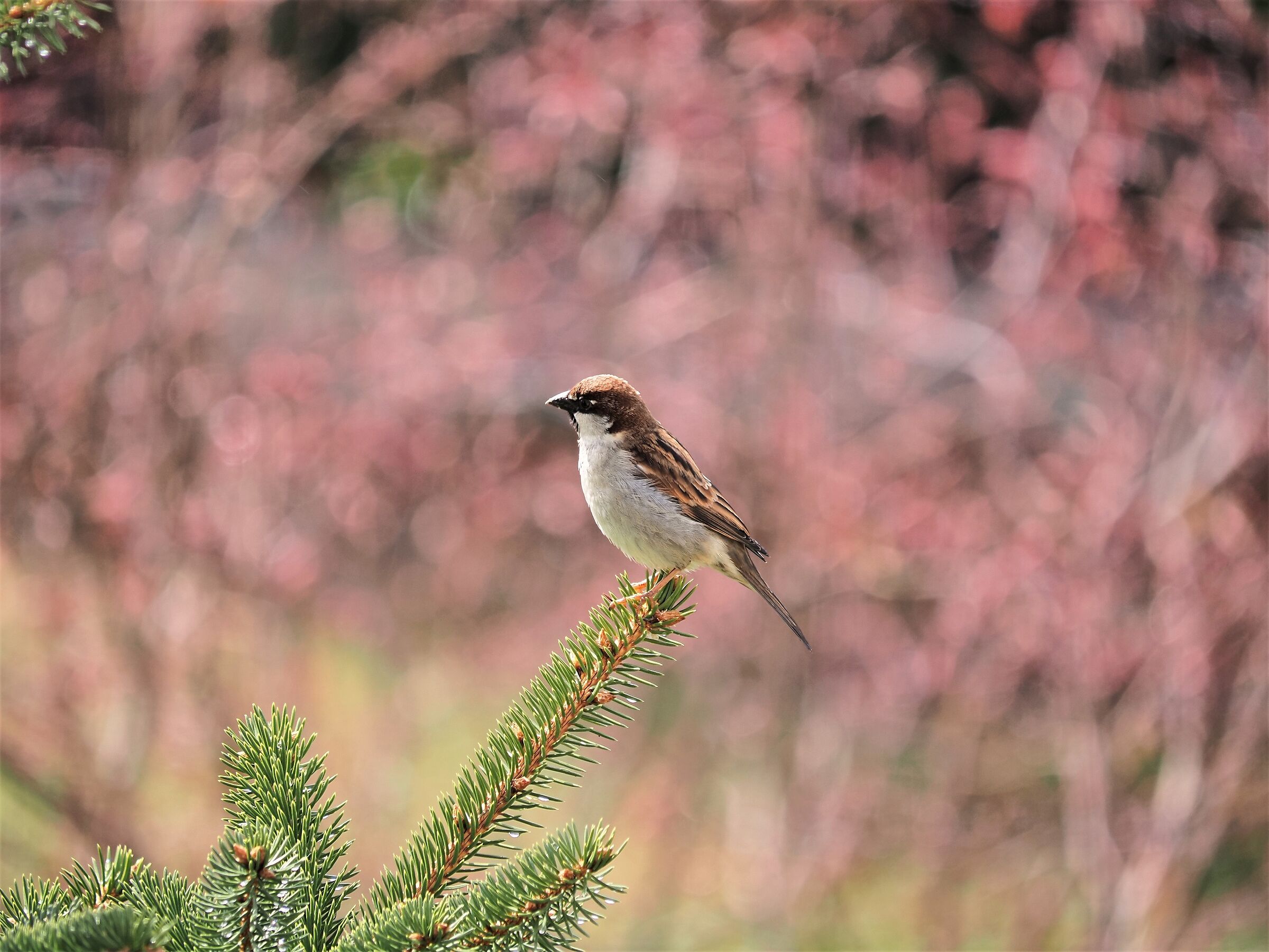 ... just a sparrow