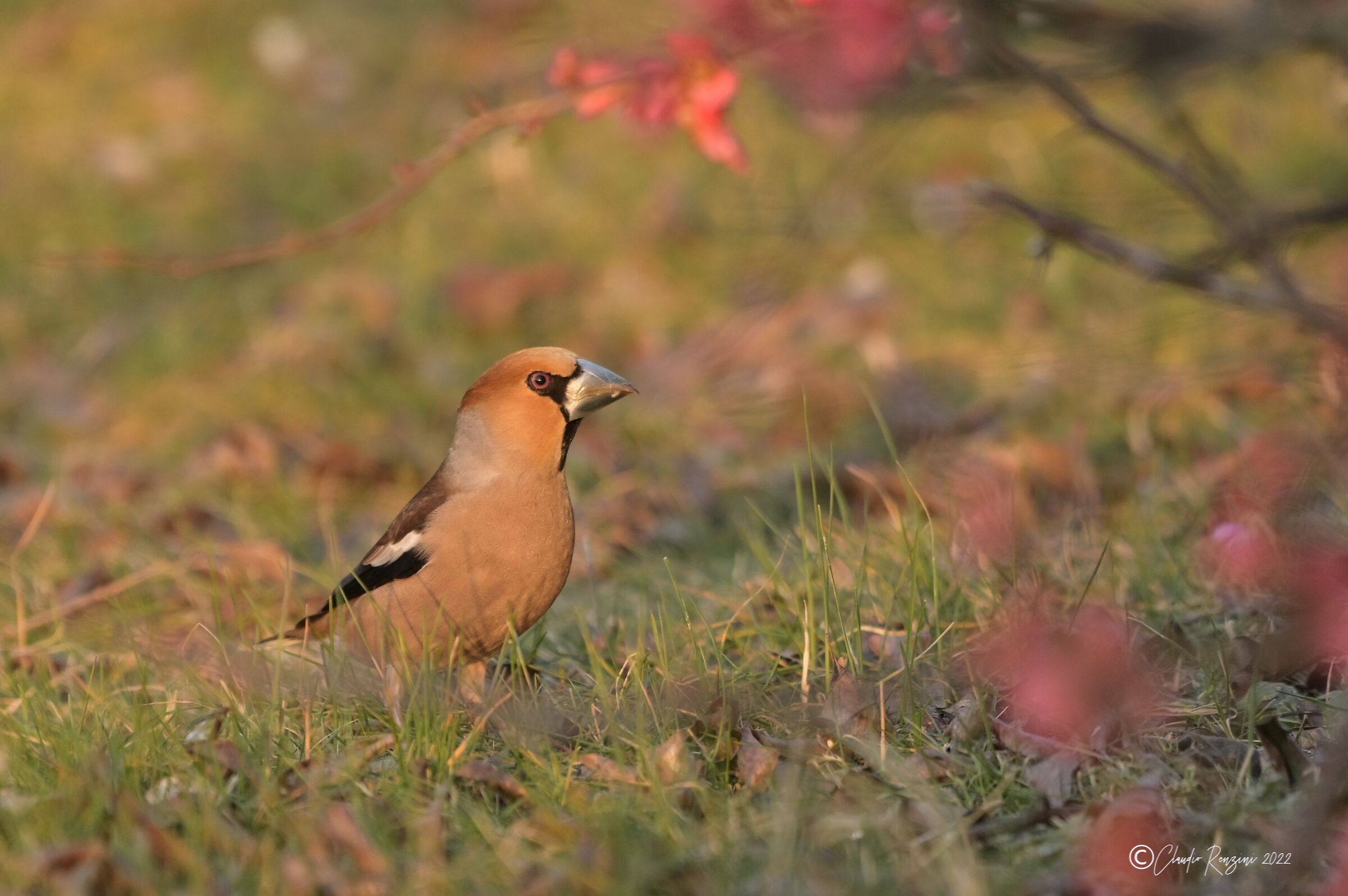 hawfinch