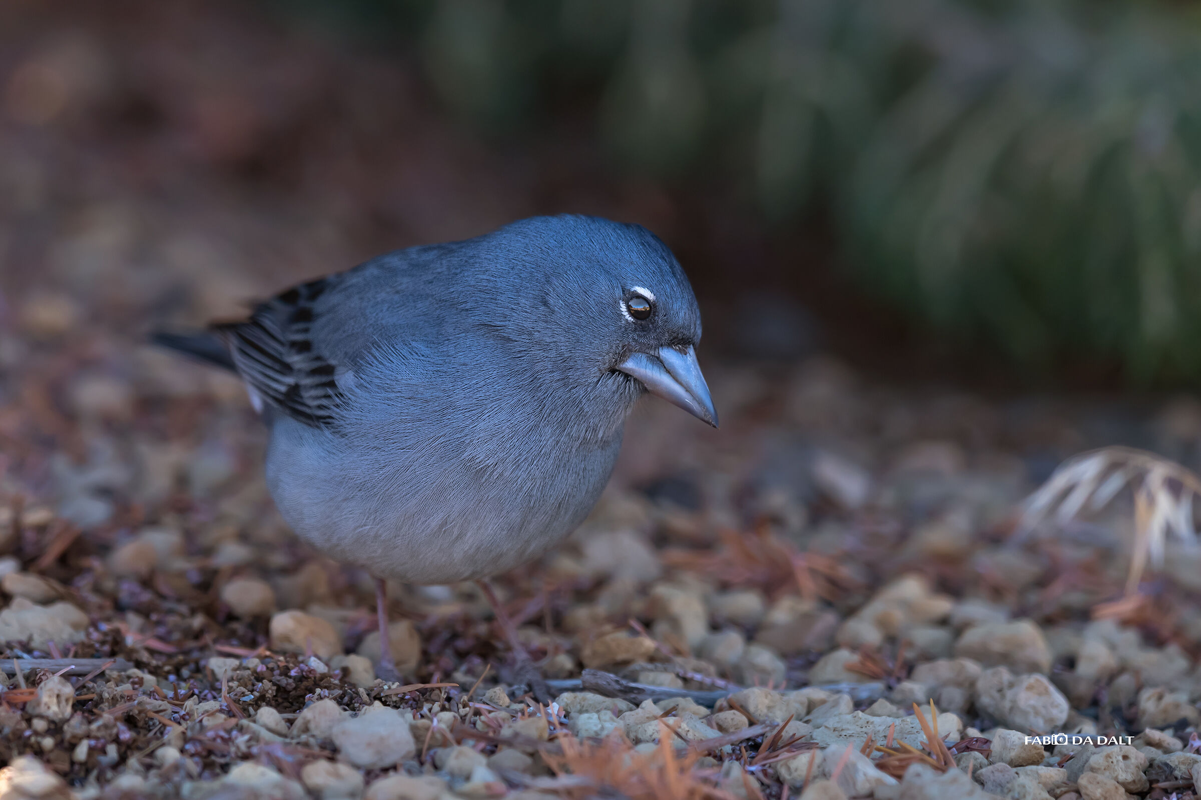 Fringuello Azzurro di Tenerife