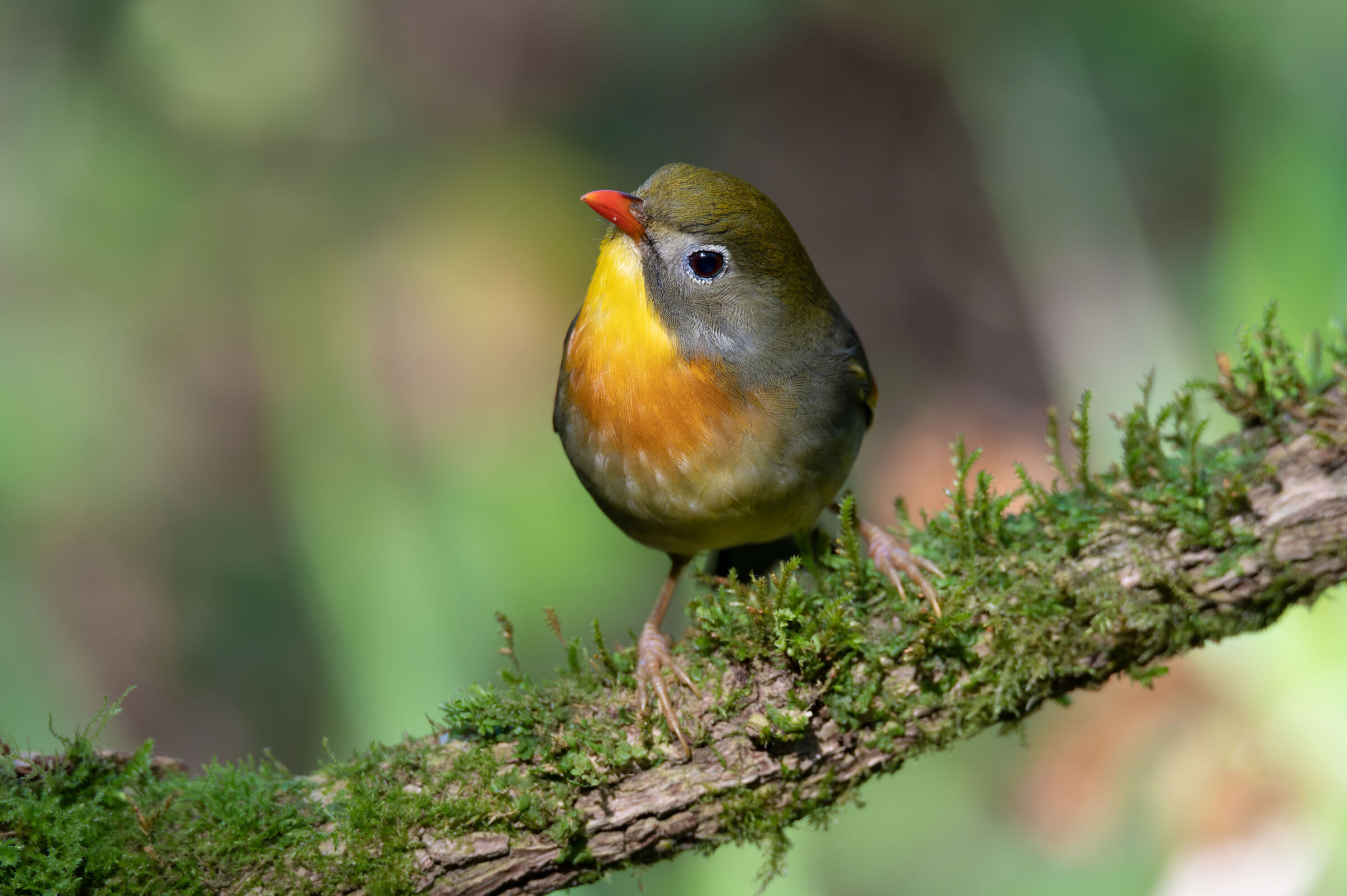 The colorful nightingale of Japan