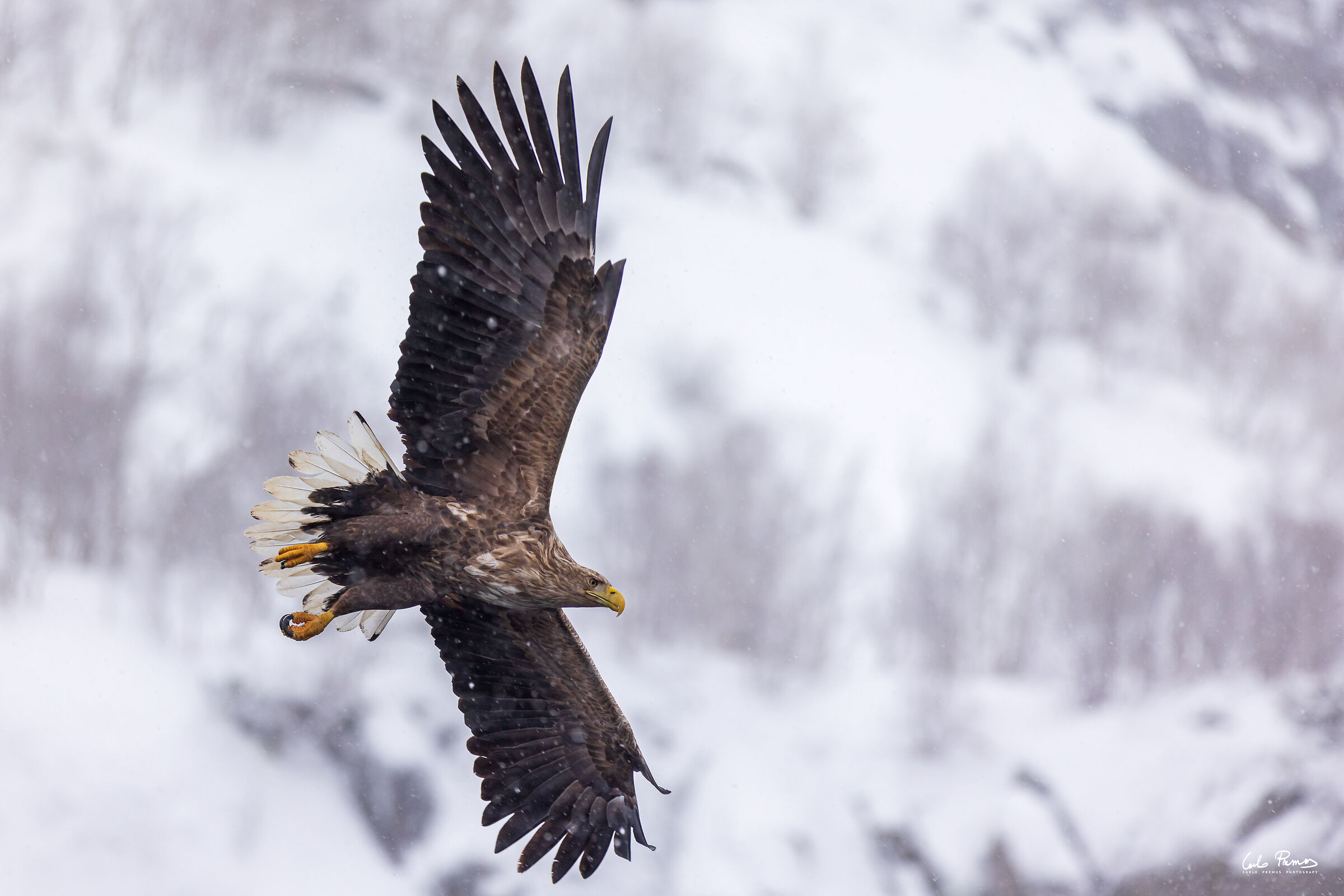 Aquila di mare coda bianca