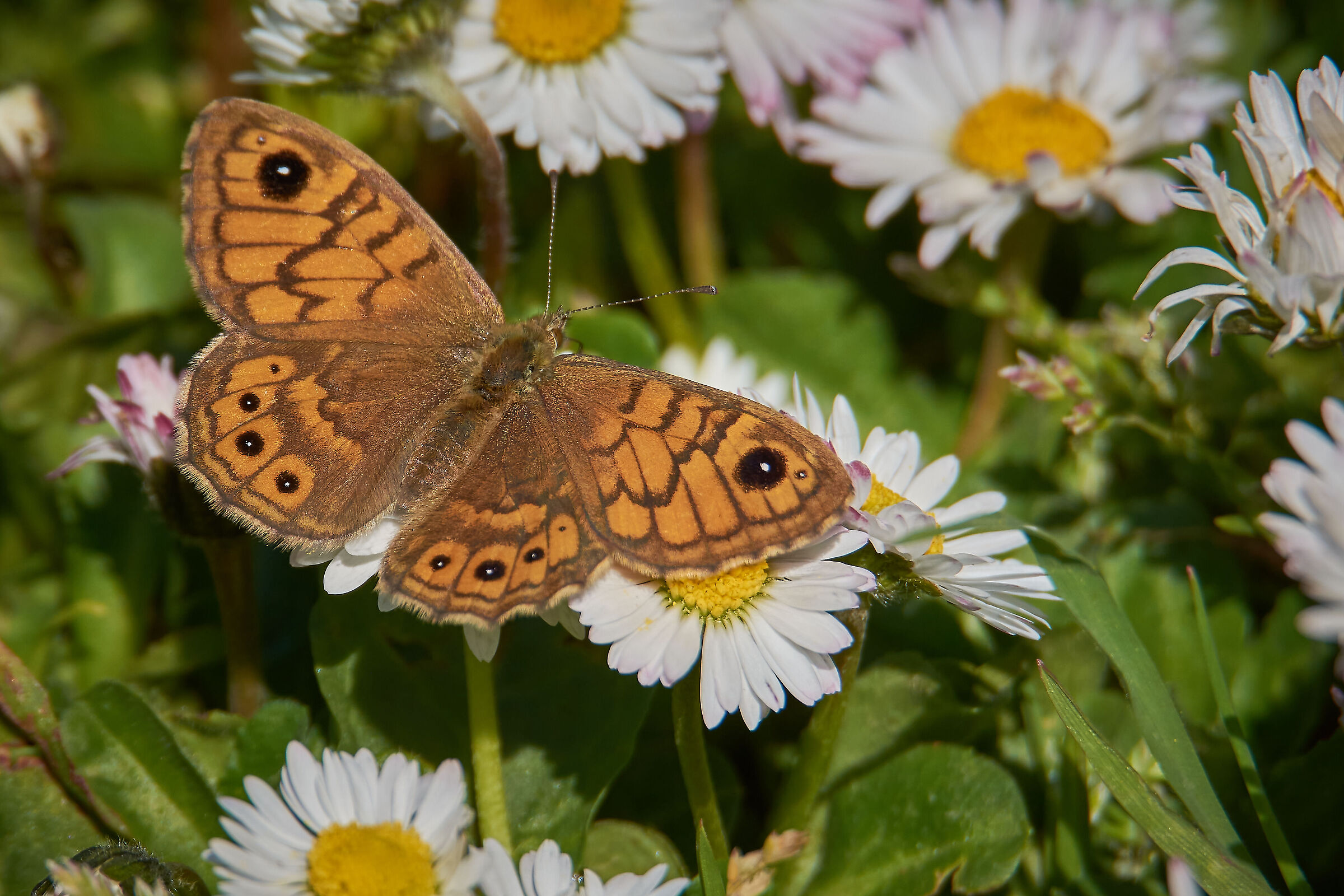 Among the Daisies