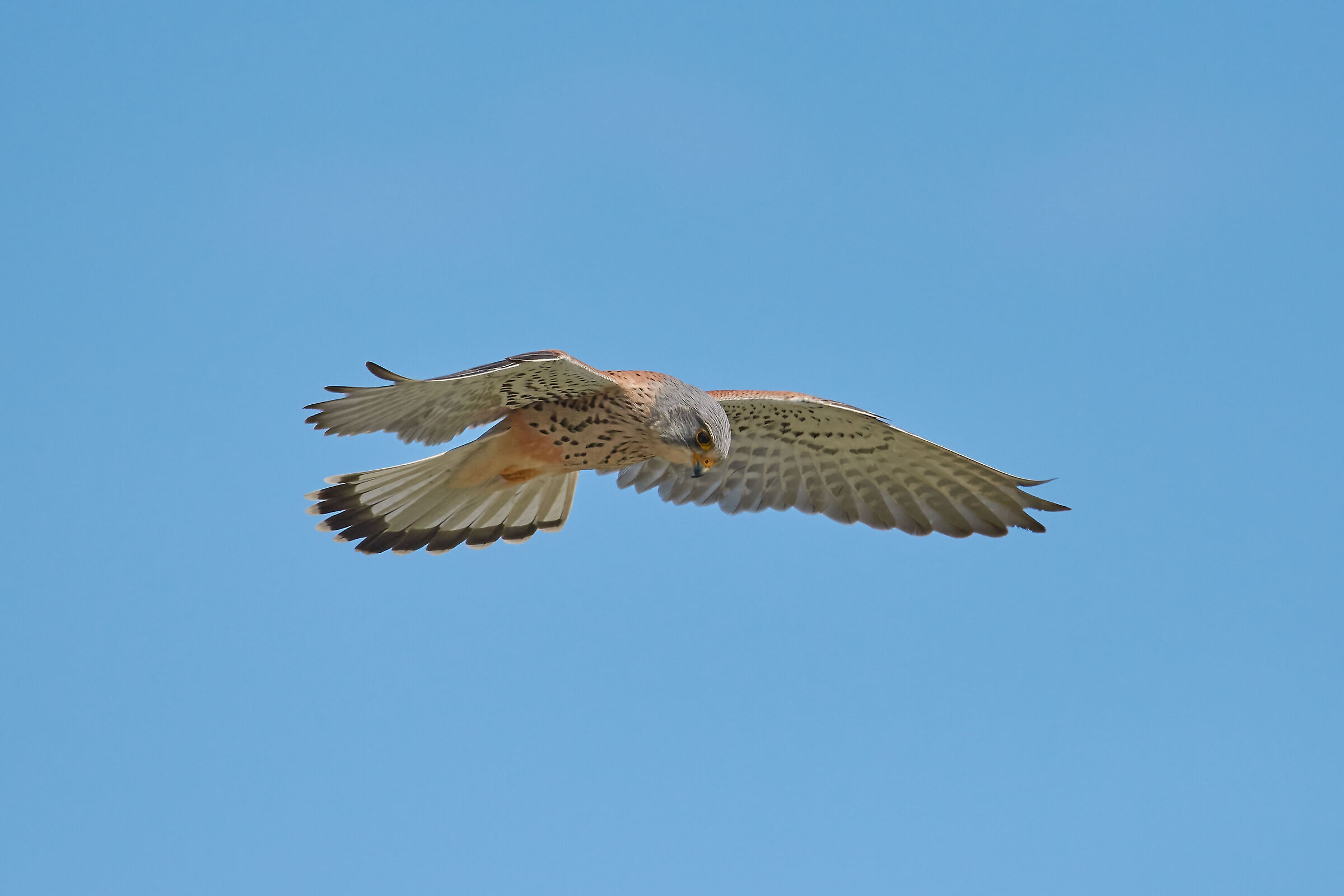 Kestrel Male