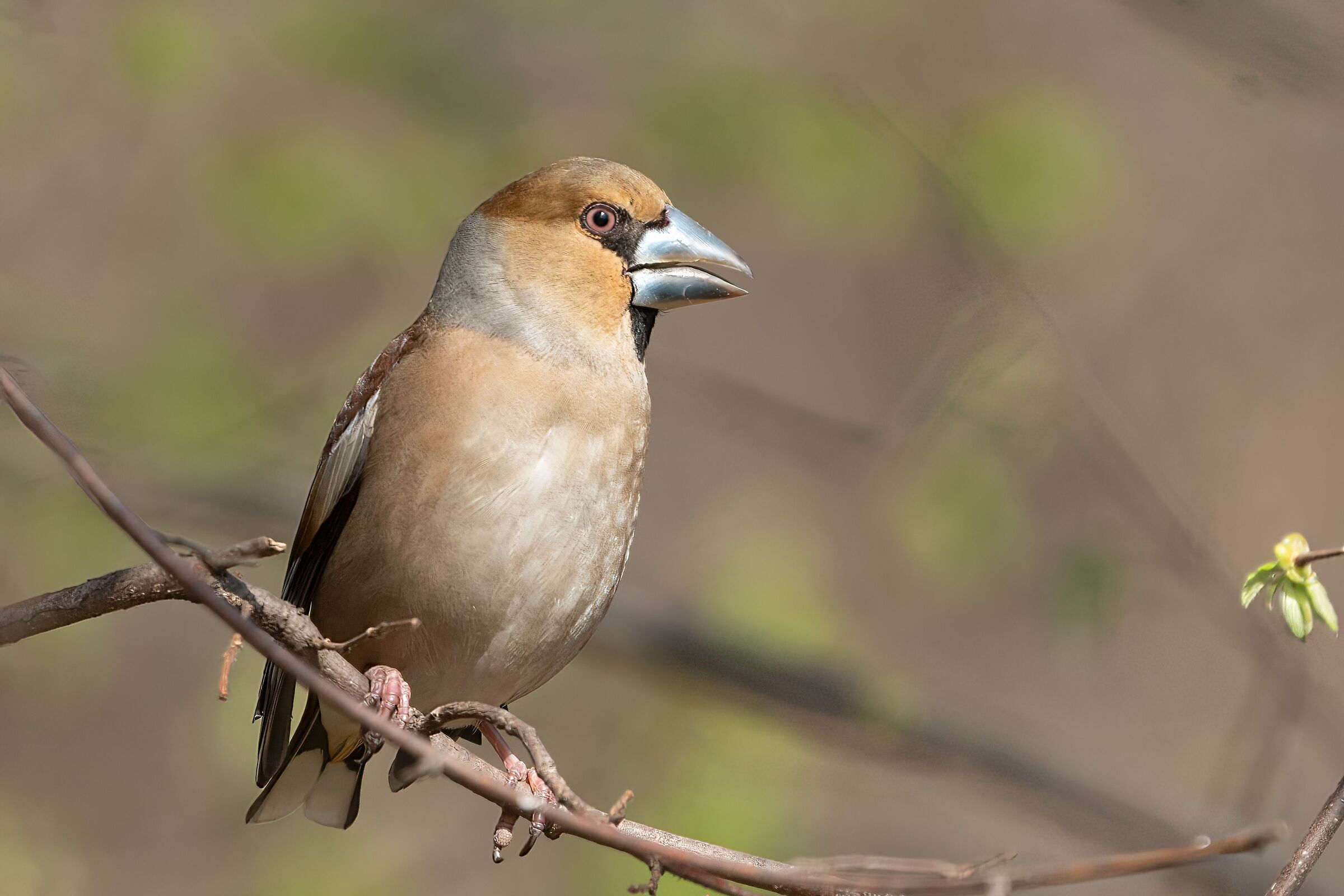 Hawfinch