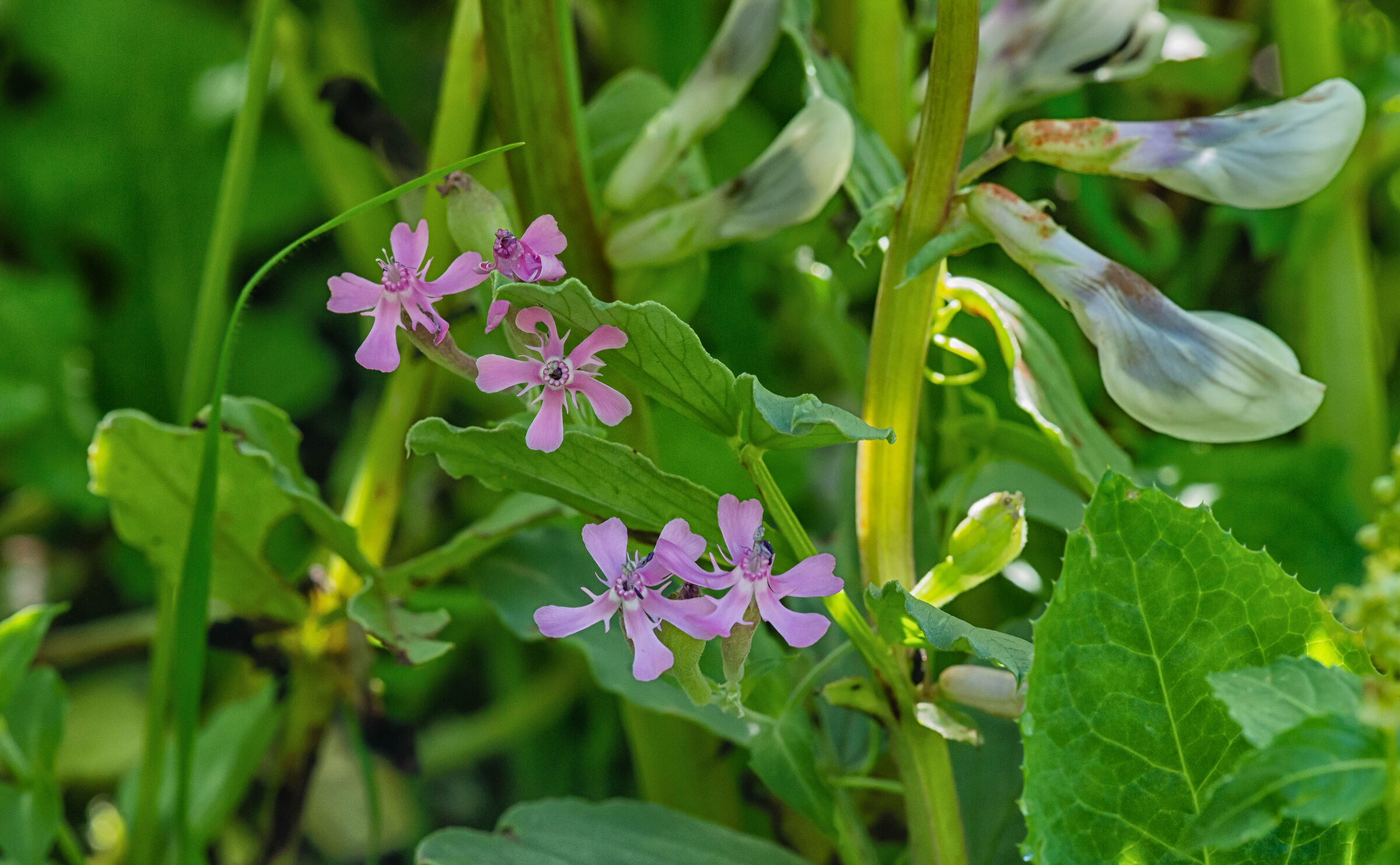 Wild e Pink e fagioli fioriscono