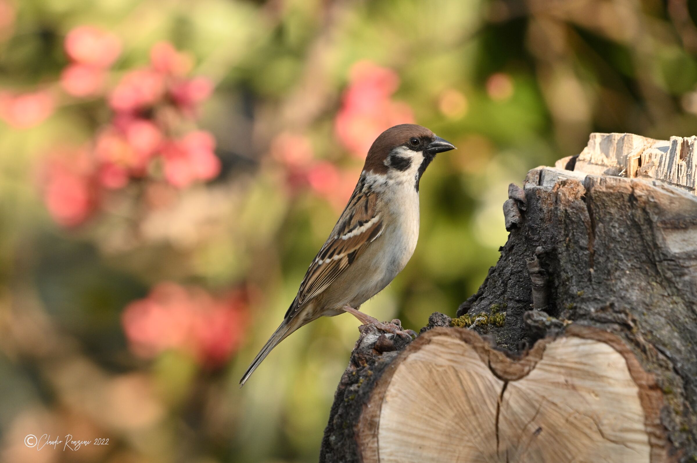 tree sparrow