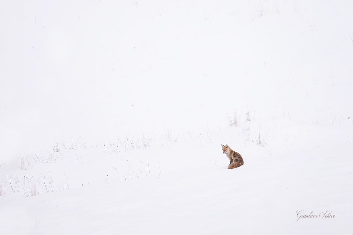 Tra un topo e l'altro