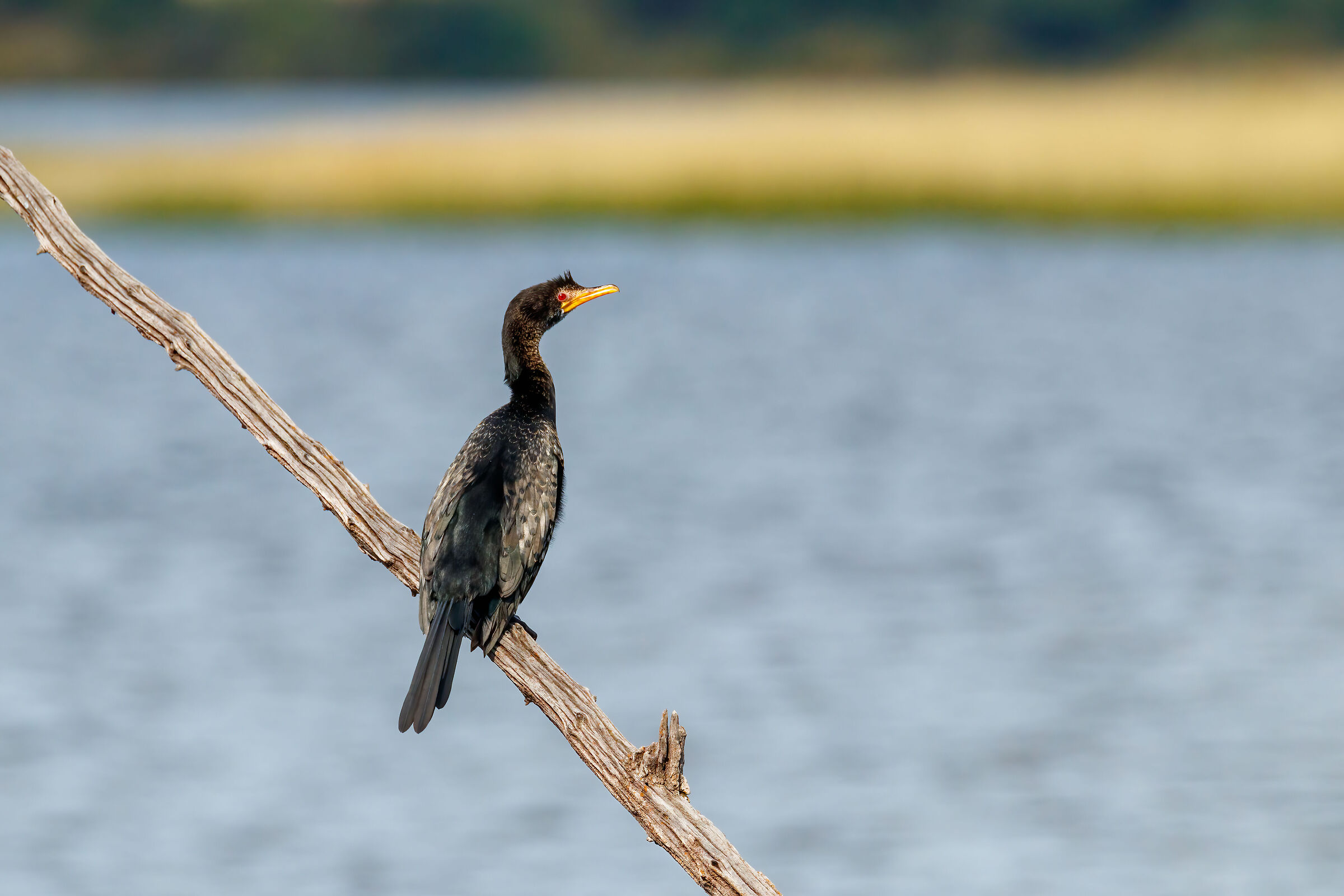 Darter africano (2022)