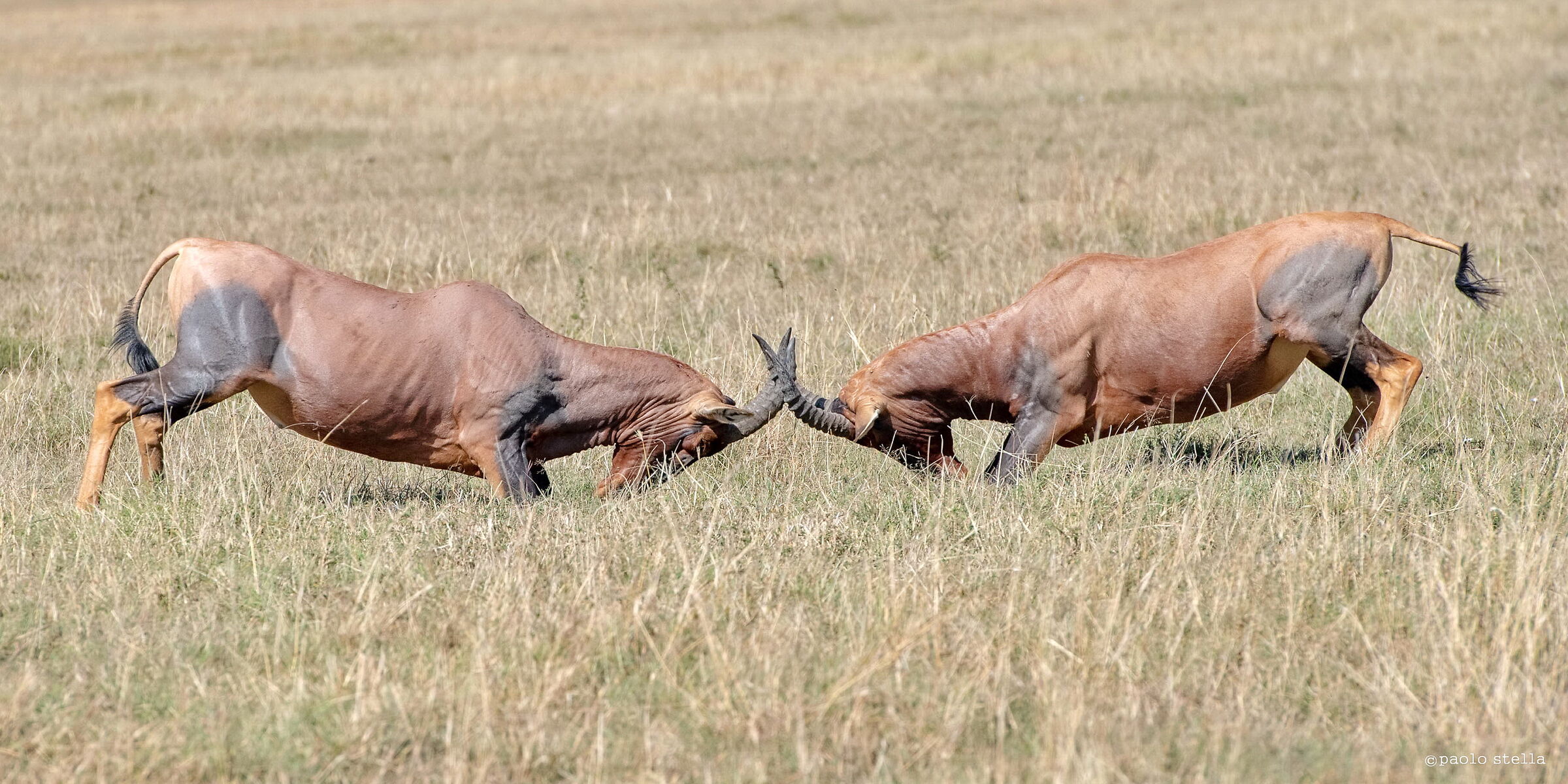 gran cornate
