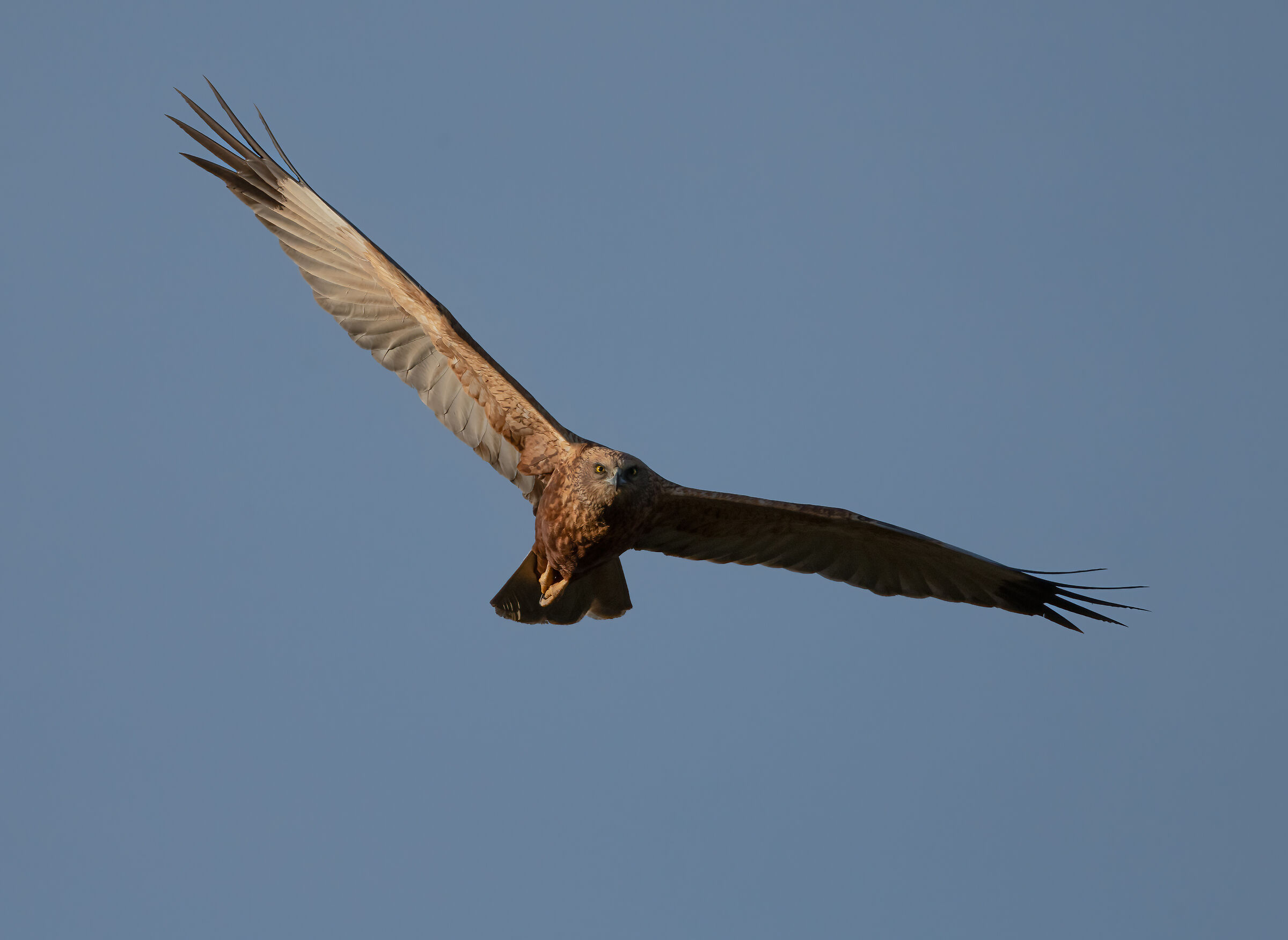 marsh harrier (m)