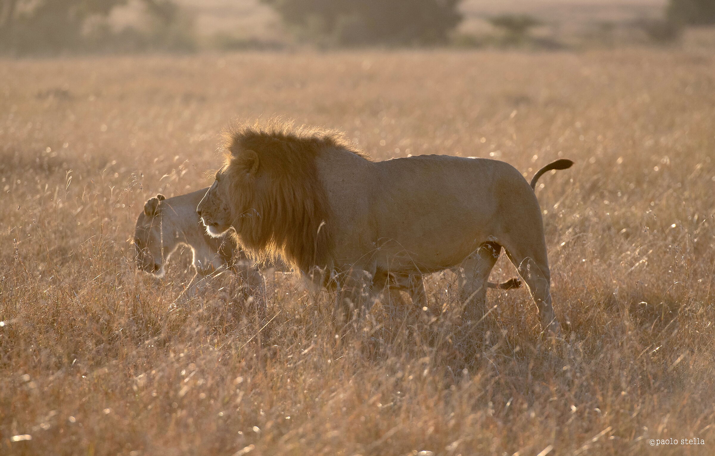 honey moon in the Mara