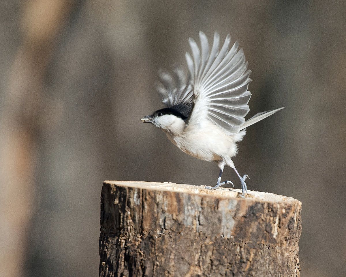 On tiptoe (marsh tit)