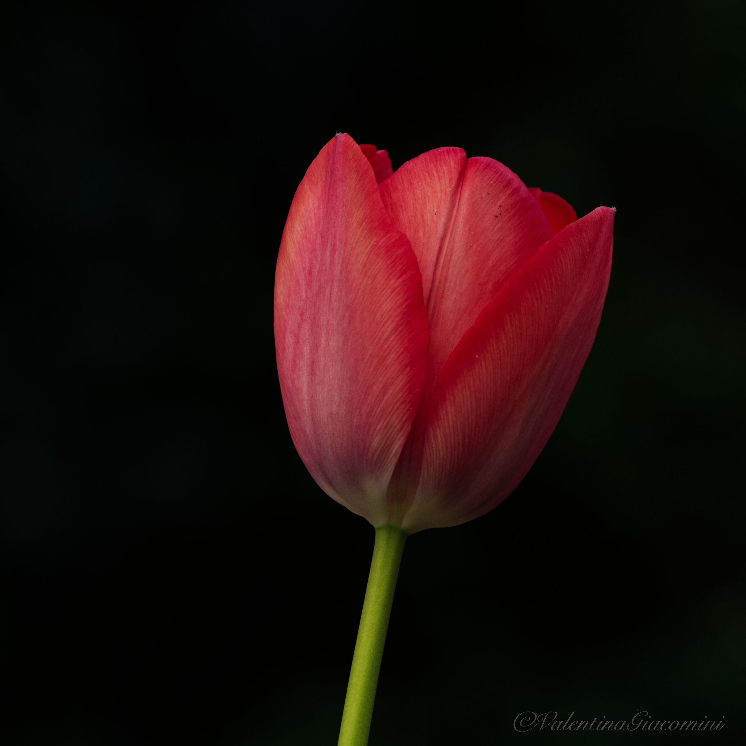 My tulip