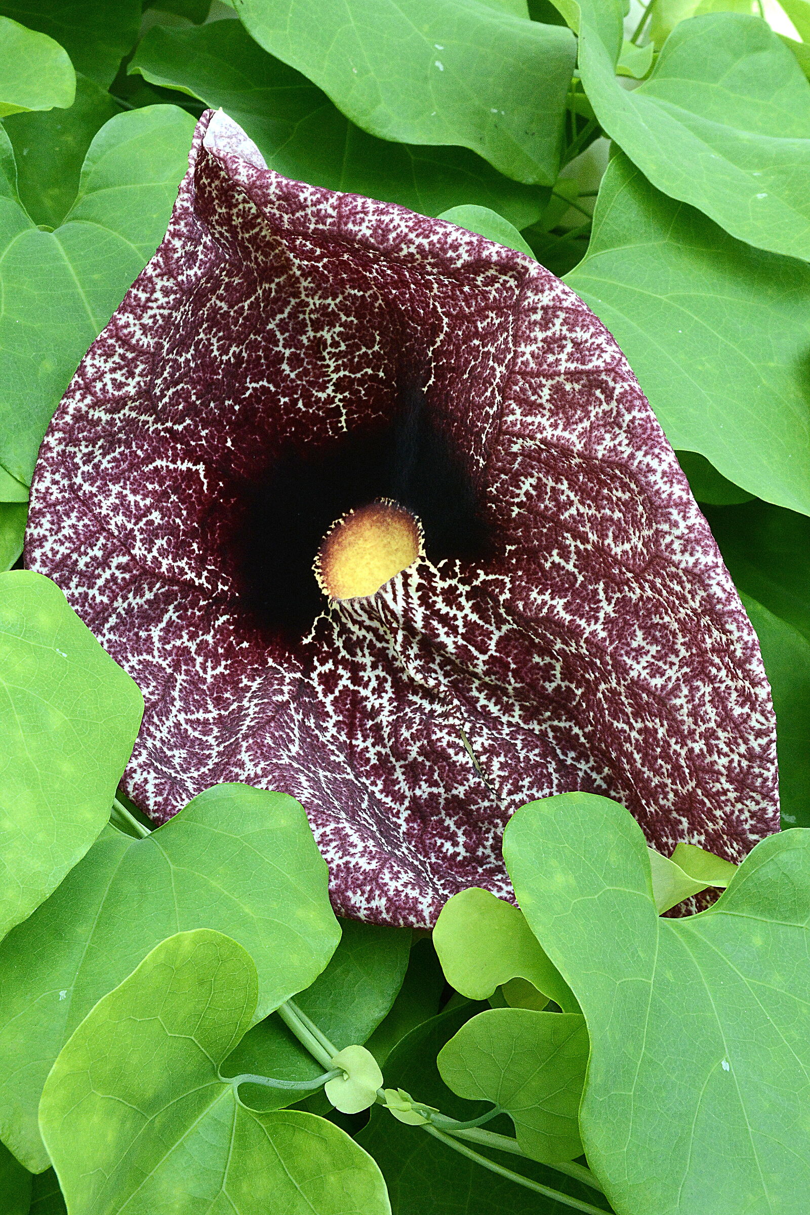 Aristolochia Gigantea