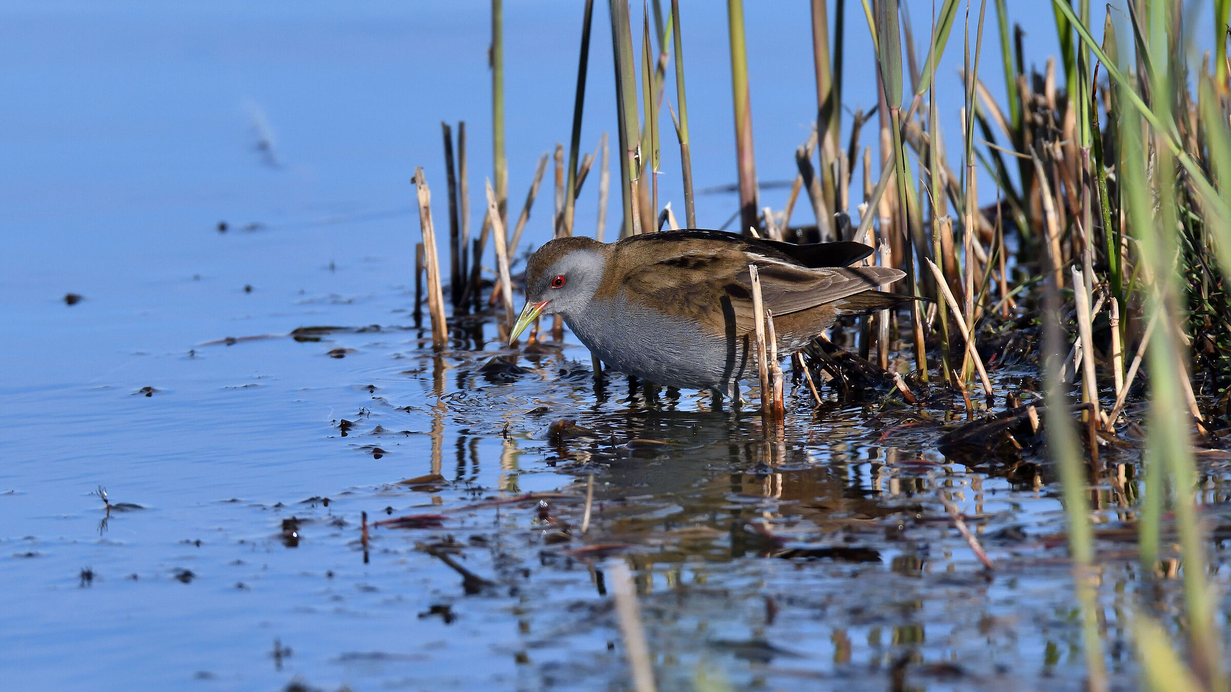 Spotted crake