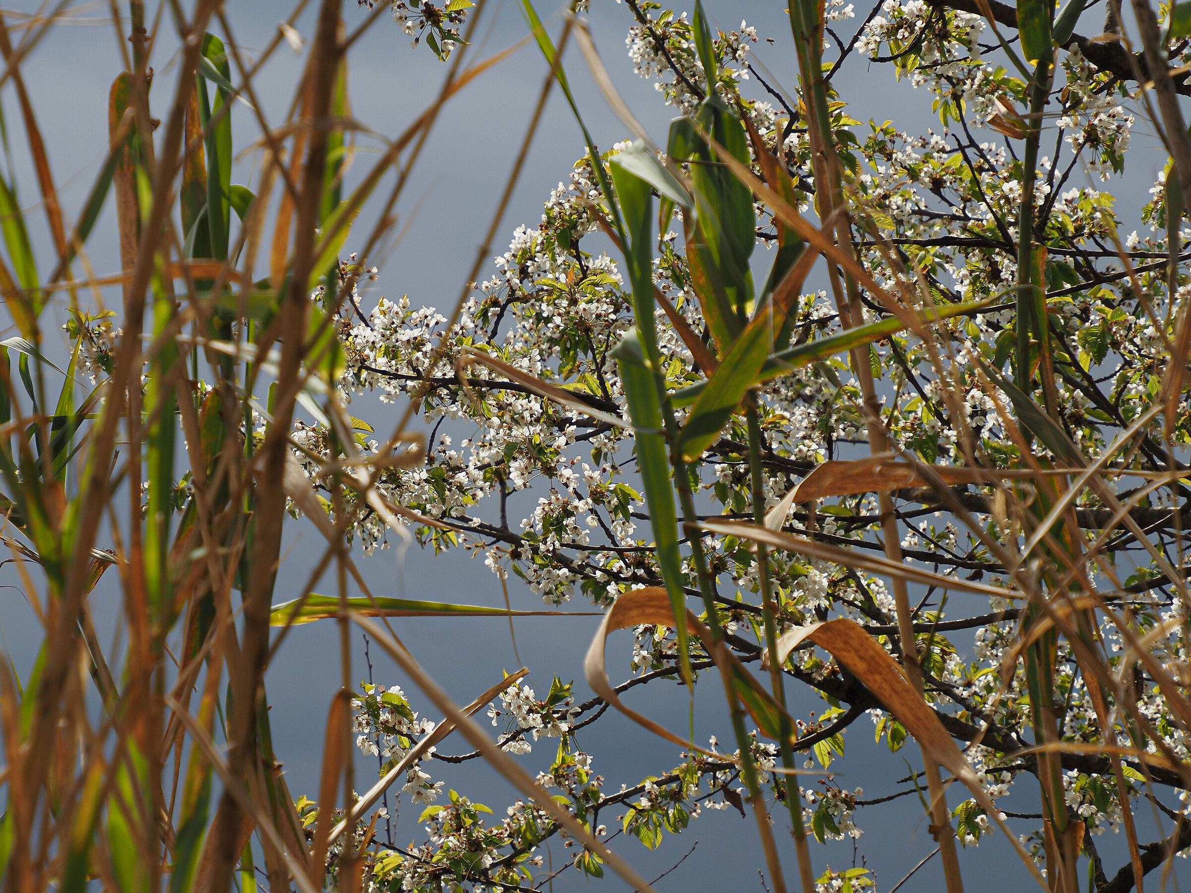 Sole e temporale, la Primavera