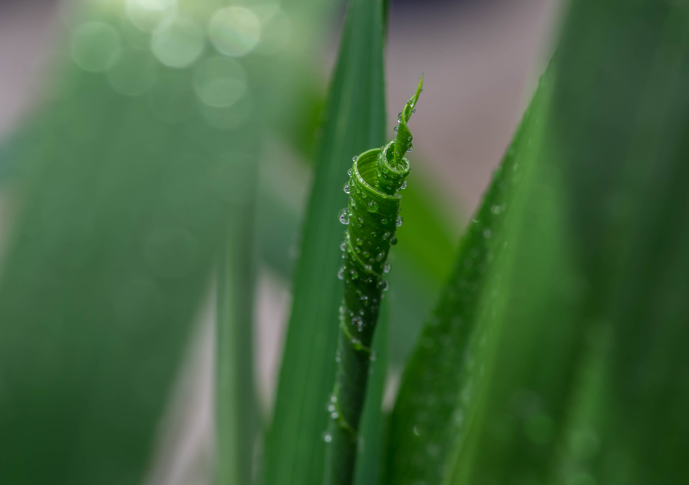 Fascinating world of plants