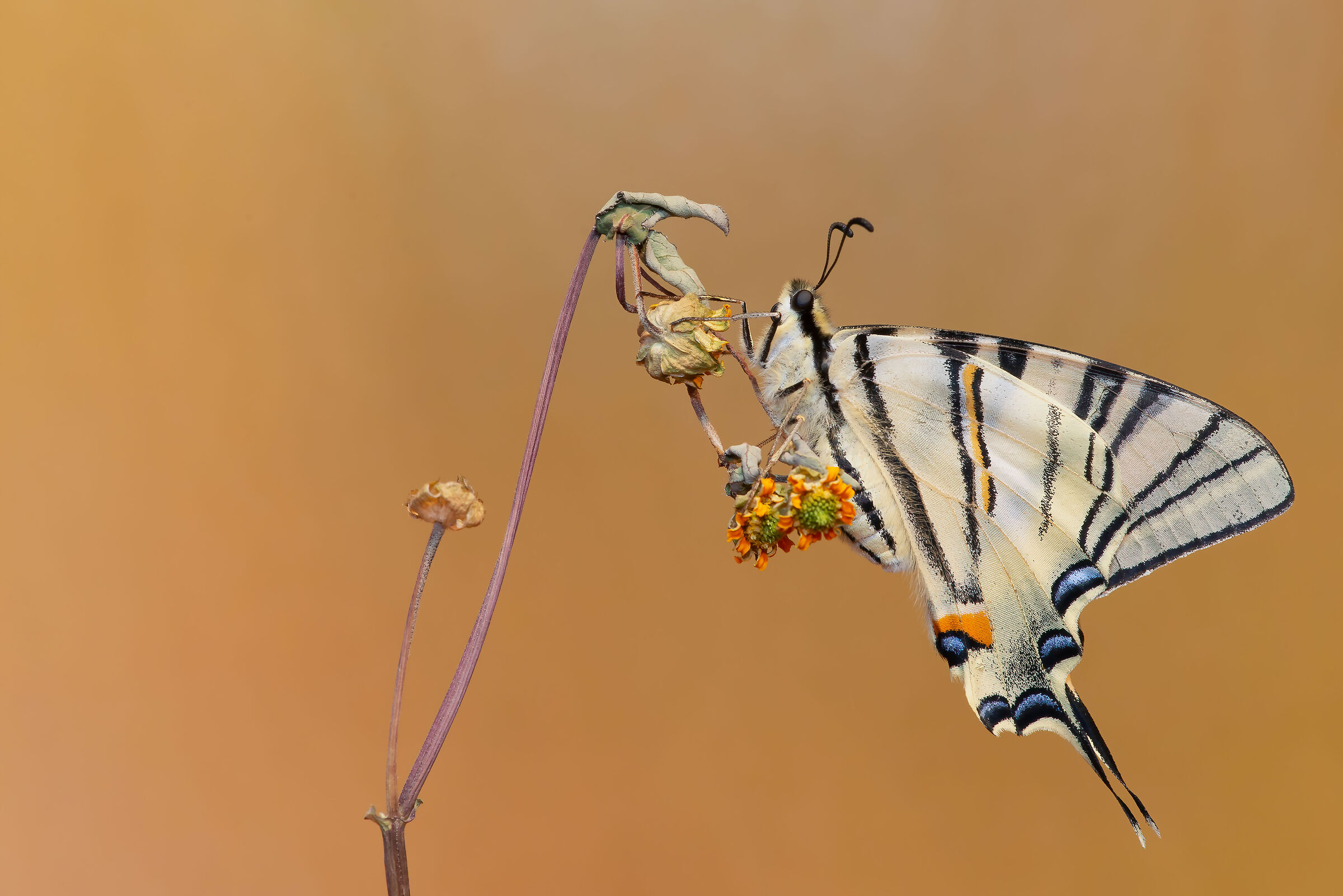 Butterfly 8