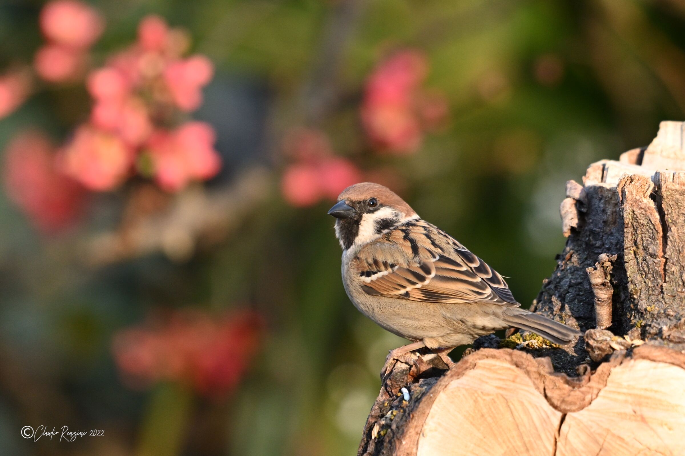 tree sparrow