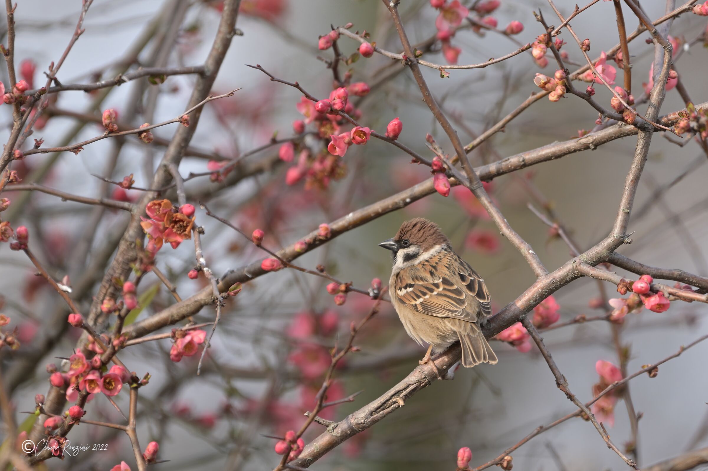 tree sparrow