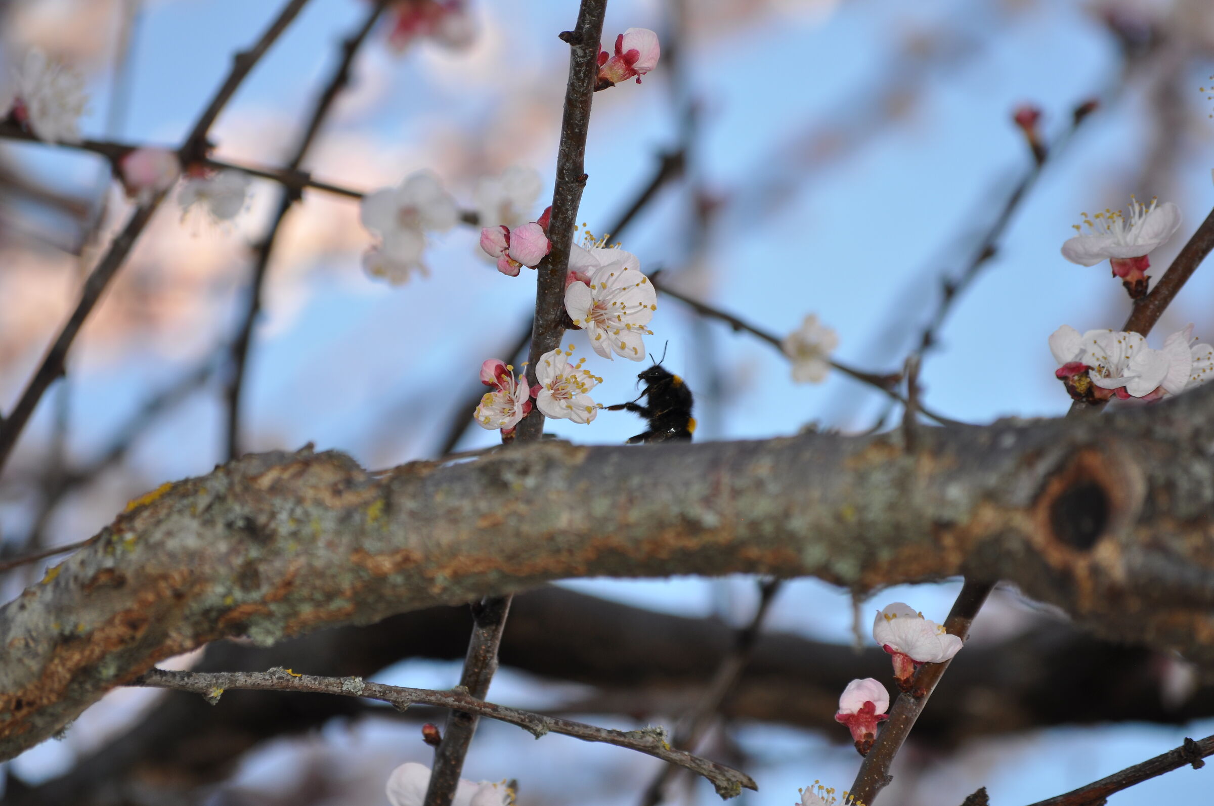 Bombo sul fiore di Pesco