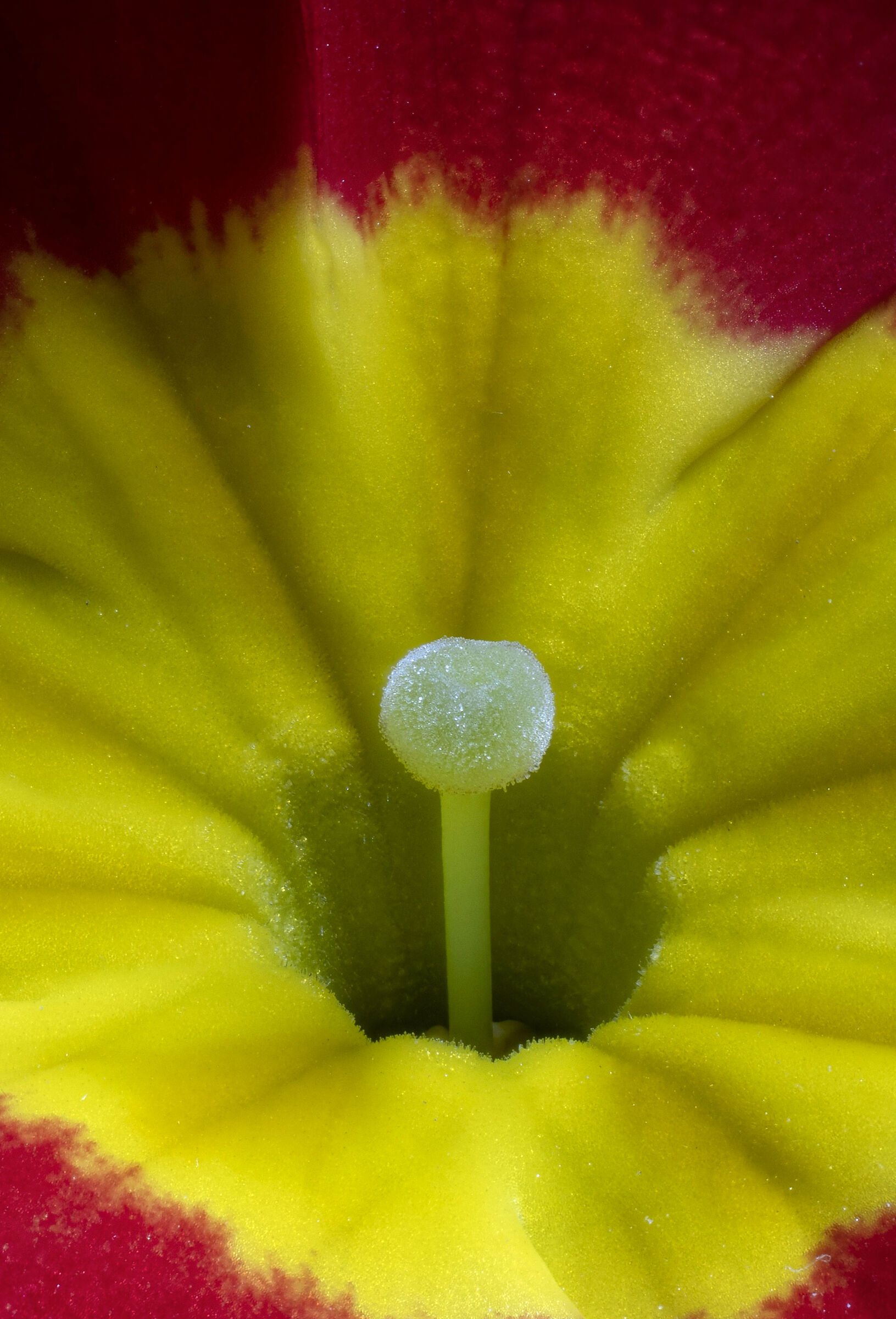 Primrose pistil...
