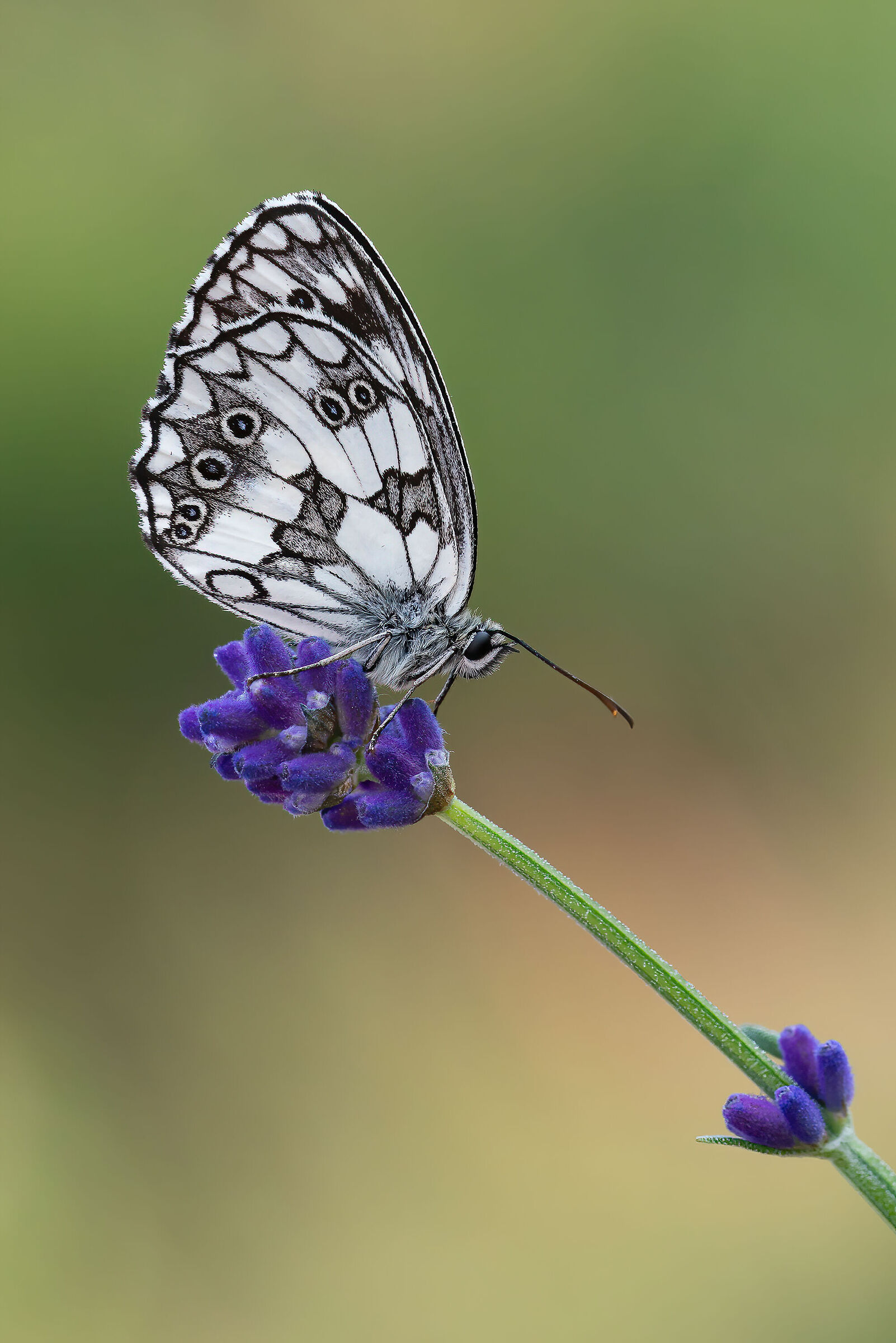 Butterfly 10