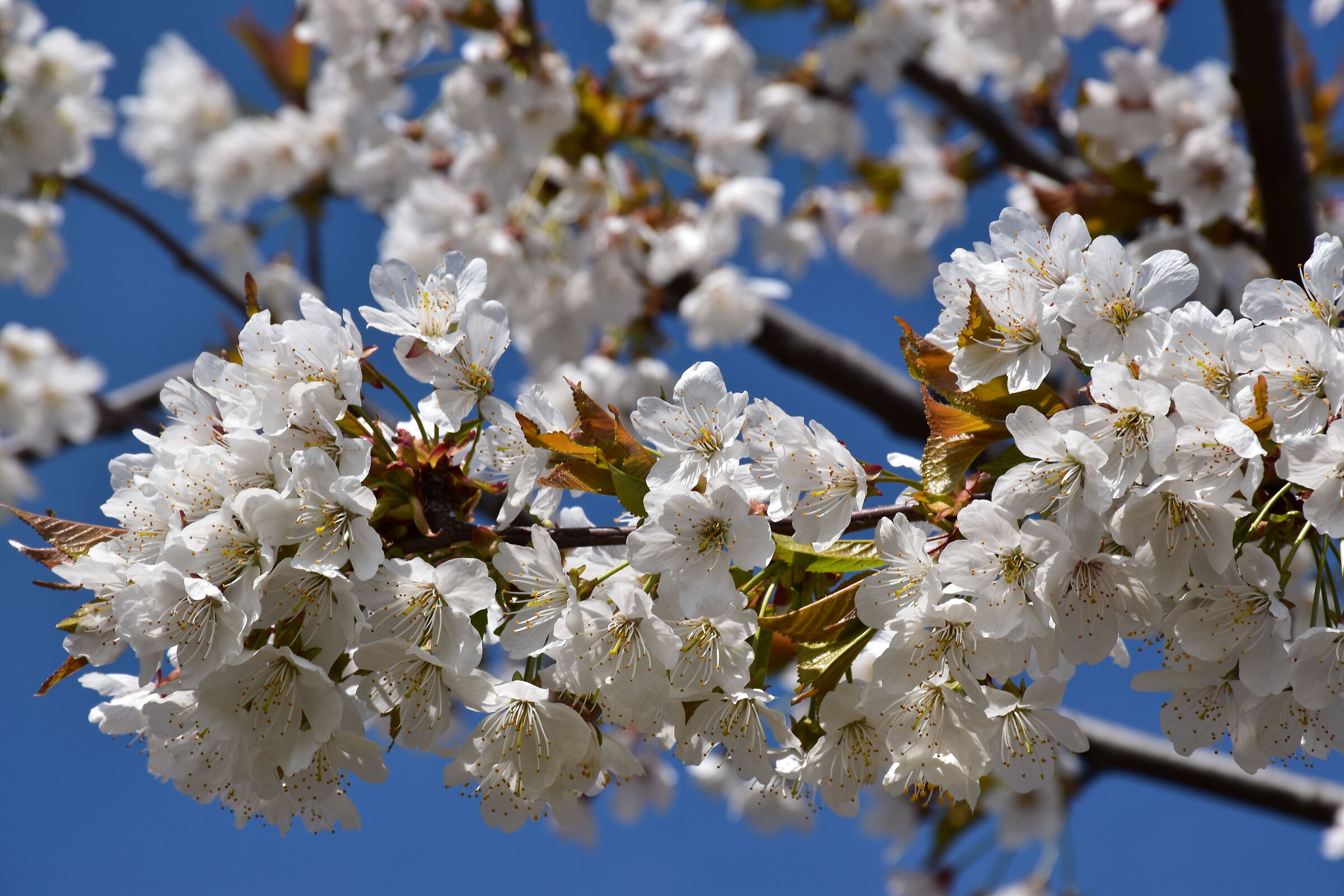 cherry blossom Pecetto Torinese